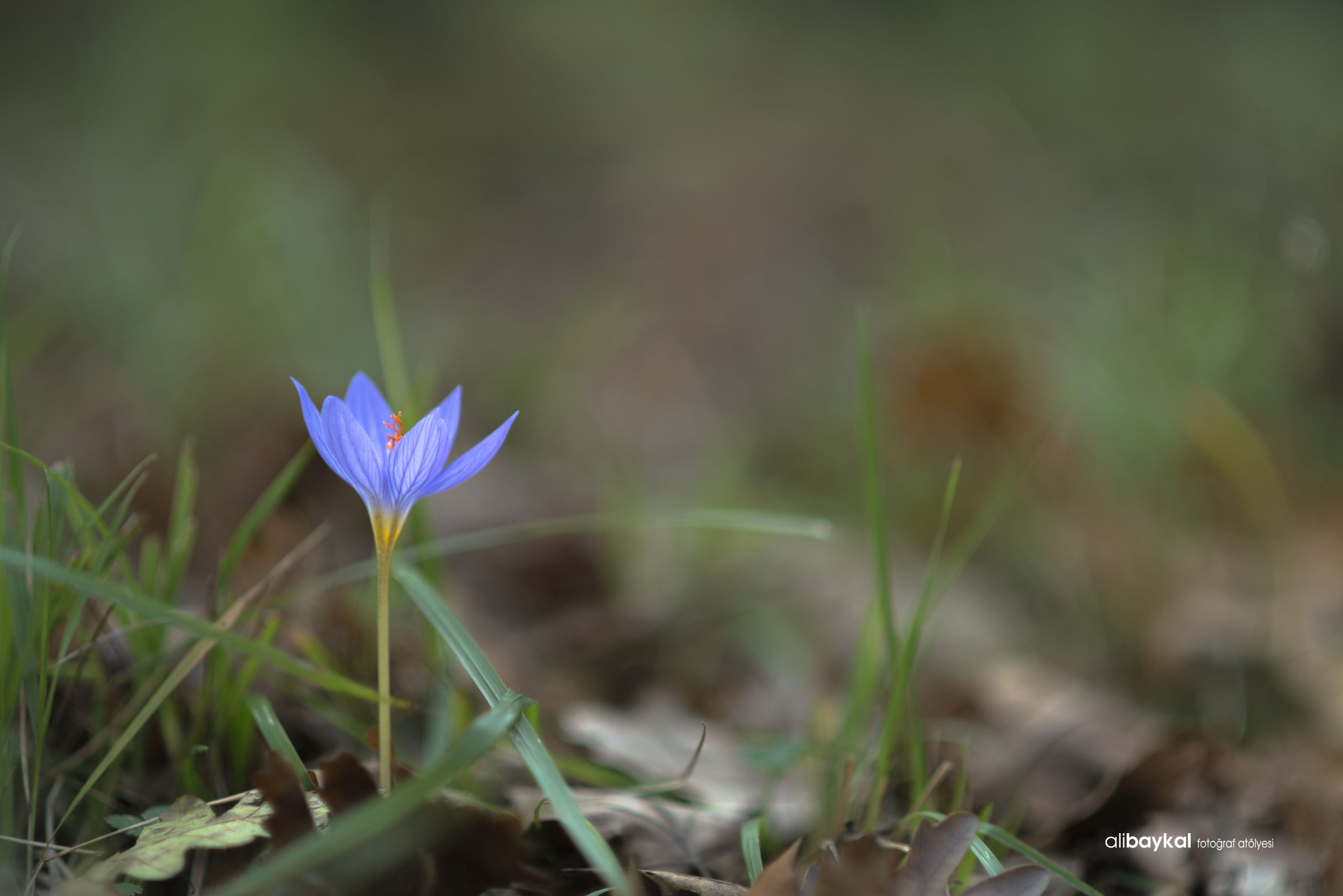 Nikon D610 + AF DC-Nikkor 135mm f/2D sample photo. Crocus photography