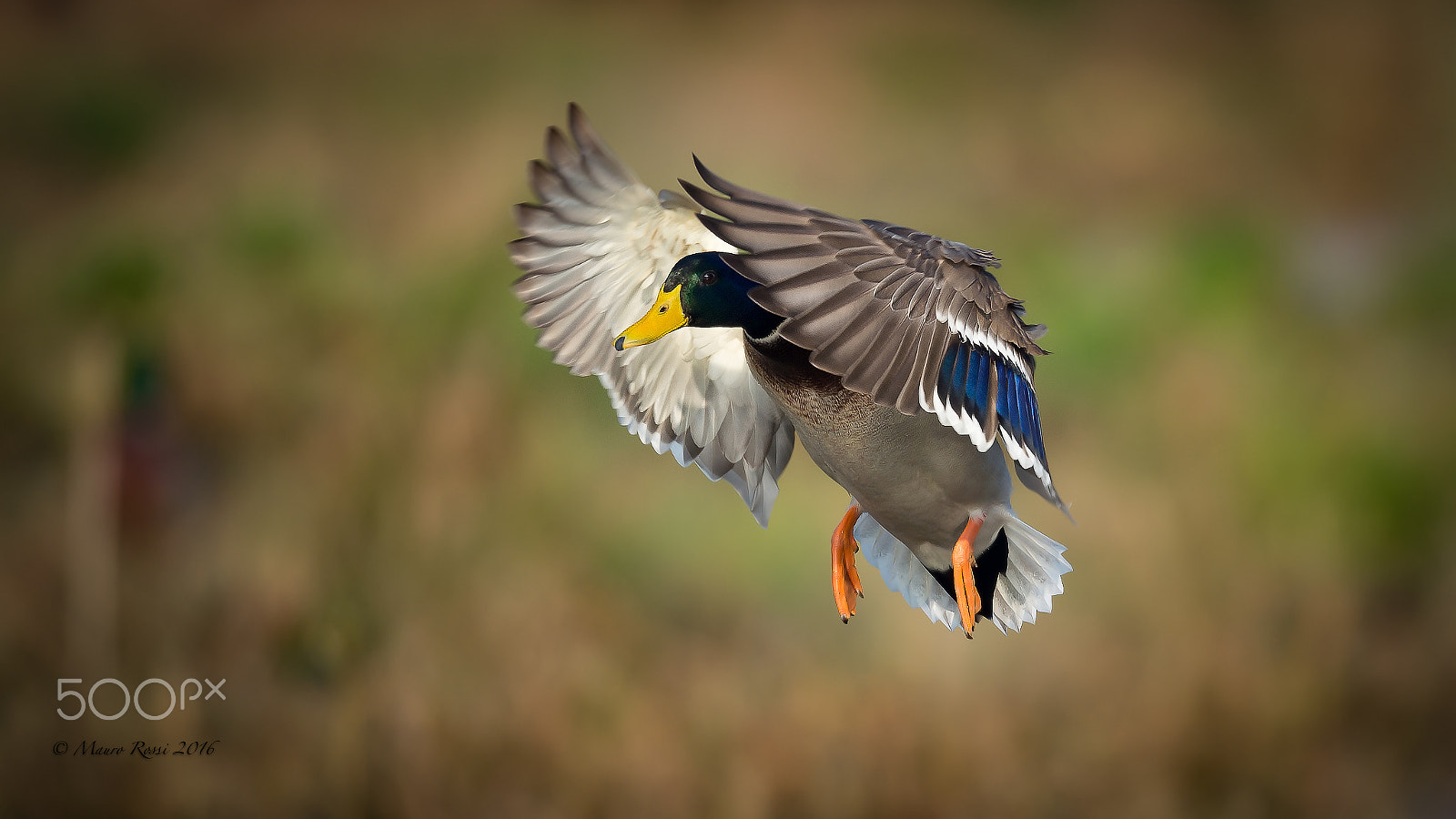 Nikon AF-S Nikkor 500mm F4E FL ED VR sample photo. Mallard - anas platyrhynchos - germano reale (m) photography