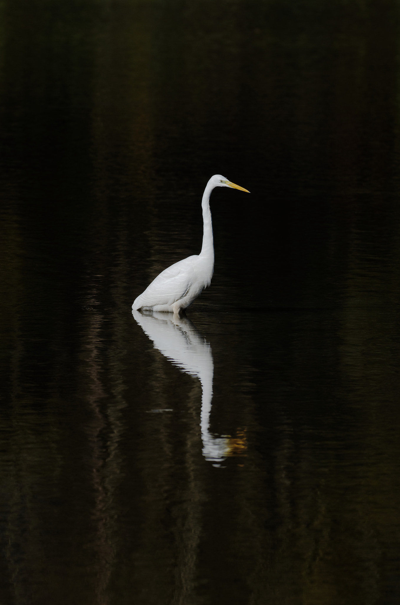 Pentax K-5 II + Pentax smc DA* 300mm F4.0 ED (IF) SDM sample photo. Pristine kingdom photography