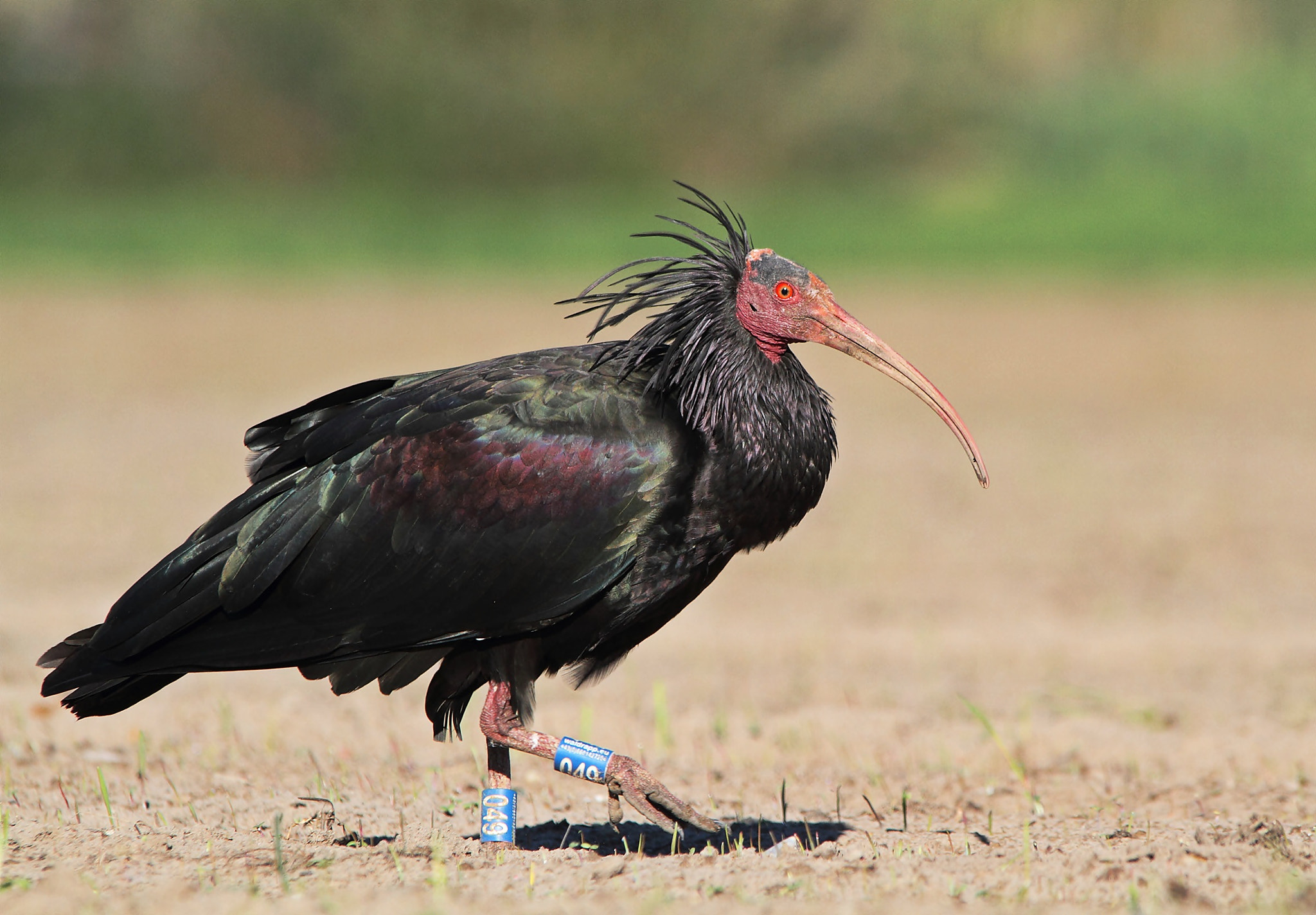 Canon EOS 7D sample photo. Nothern bald ibis, ibis eremita  photography