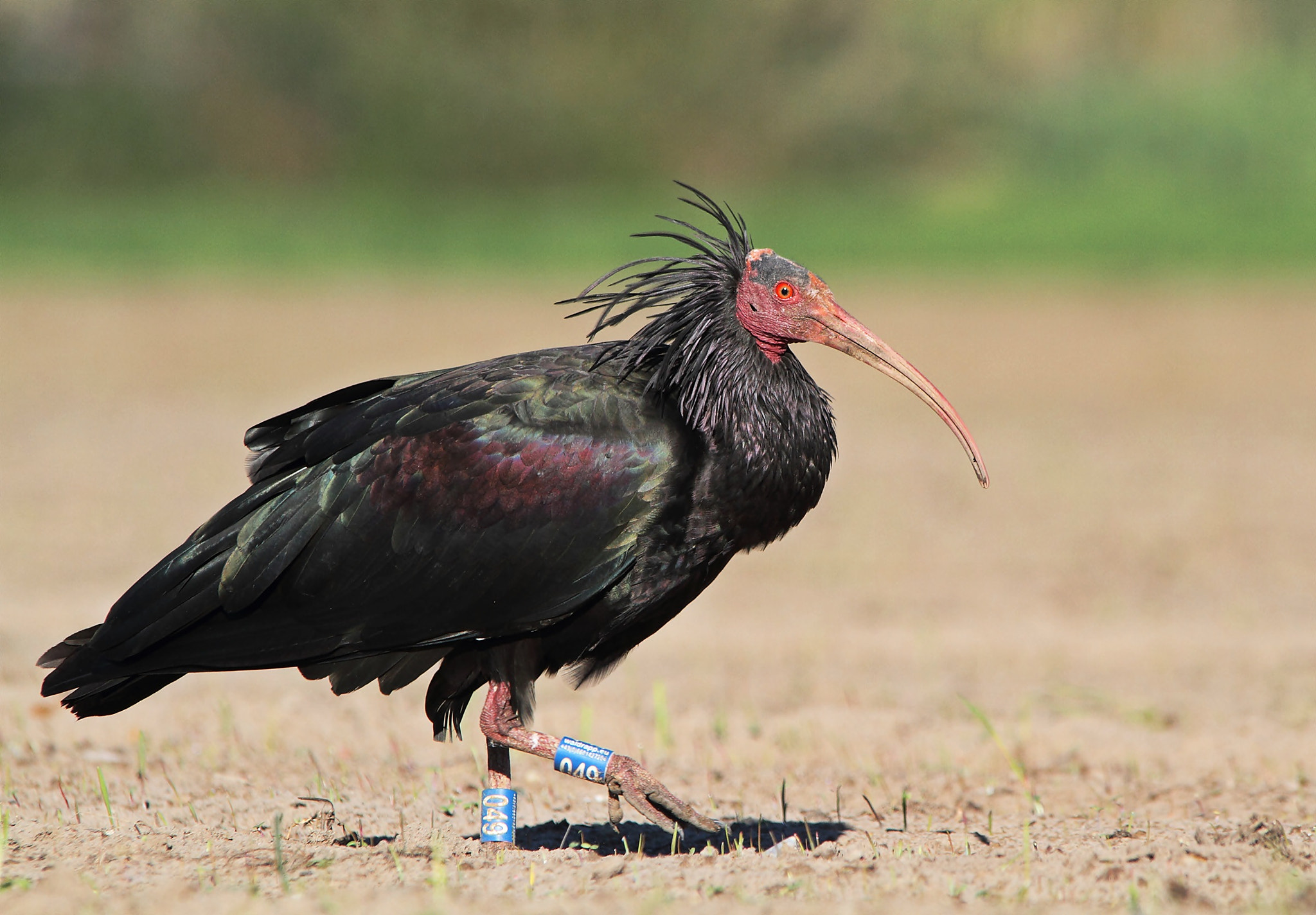 Sigma 150-500mm F5-6.3 DG OS HSM sample photo. Nothern bald ibis, ibis eremita  photography