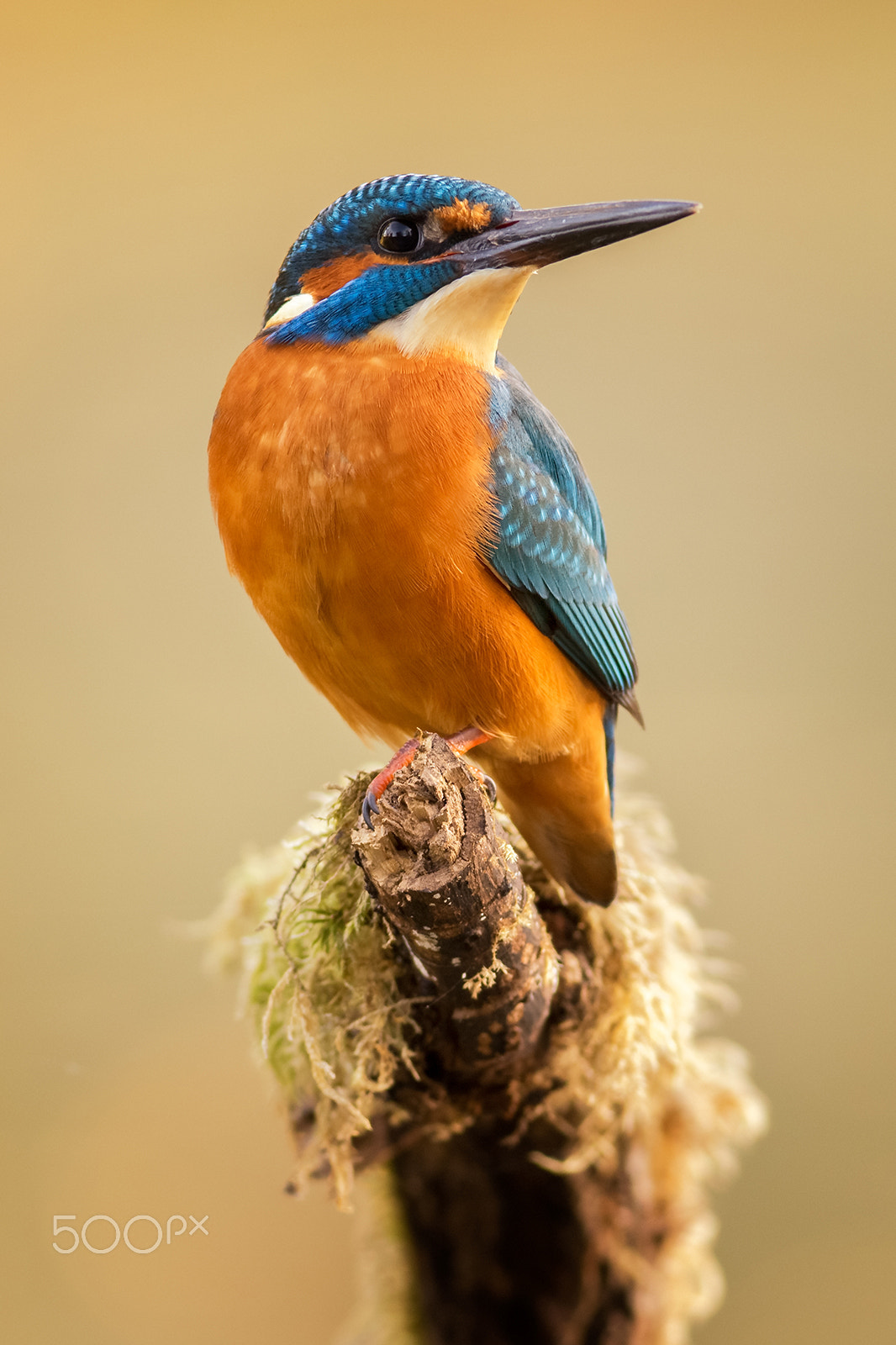 Canon EOS 6D + Canon EF 400mm F5.6L USM sample photo. Kingfisher photography