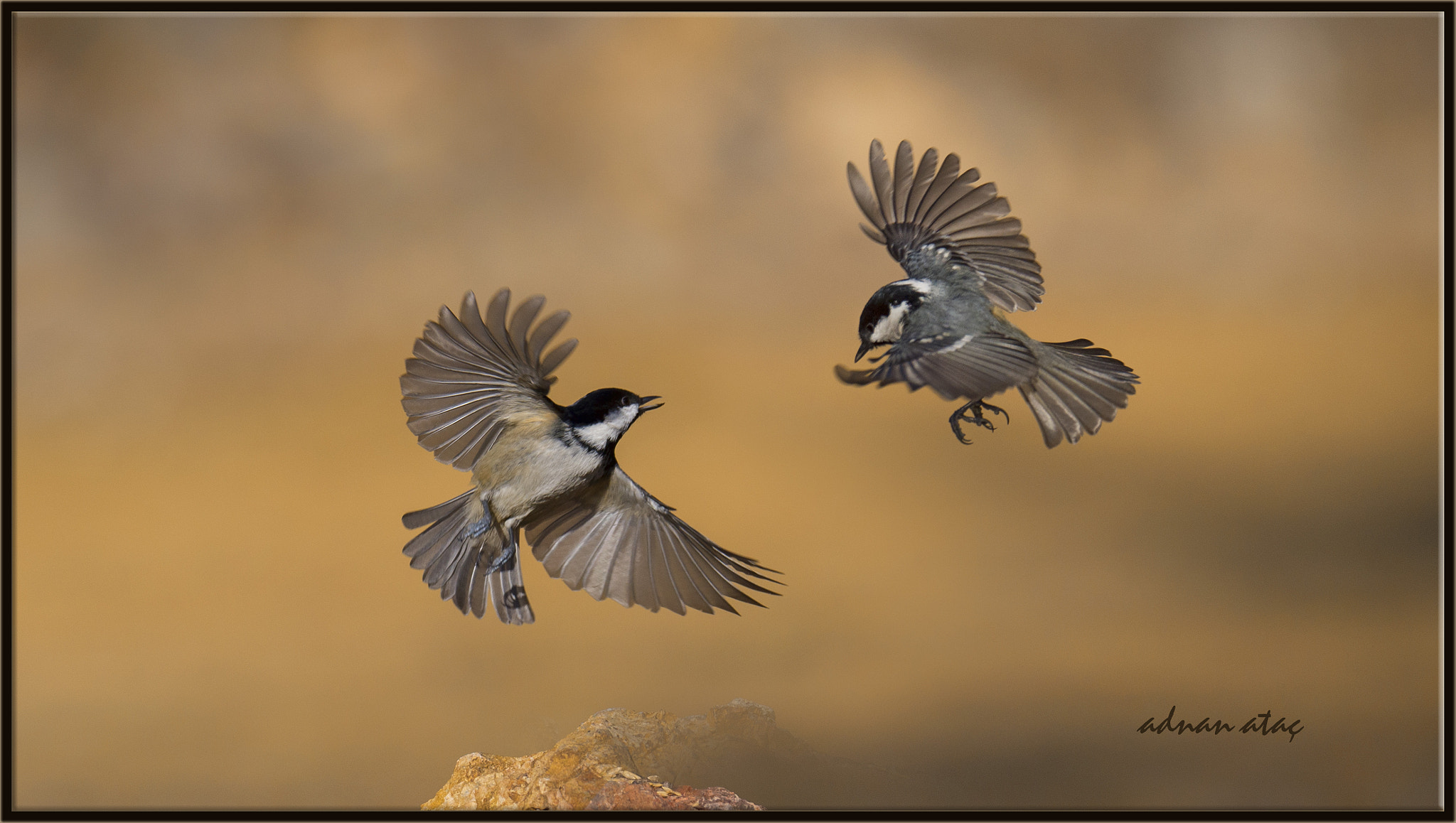 Sigma 150-600mm F5-6.3 DG OS HSM | S sample photo. Çam baştankarası - periparus ater - coal tit photography