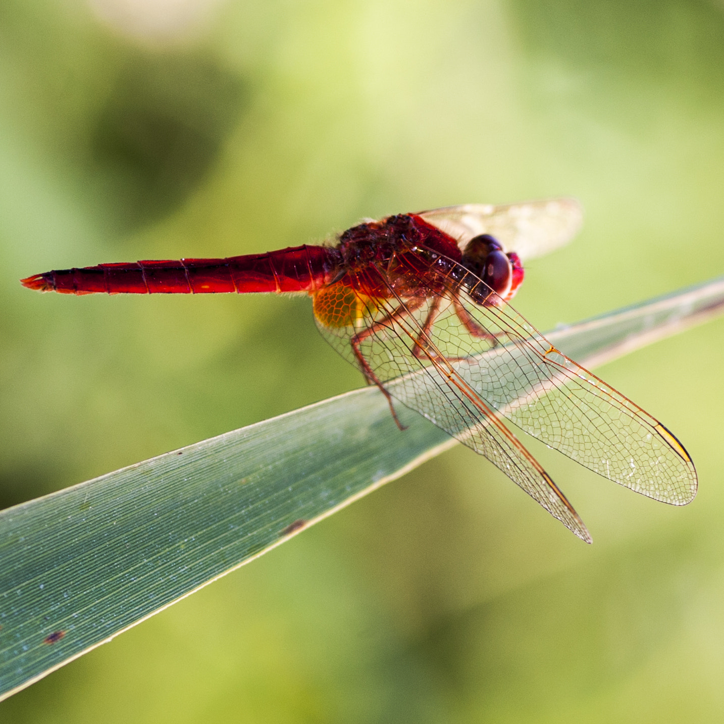 Nikon D700 + Sigma 105mm F2.8 EX DG Macro sample photo. Red dragonfly photography