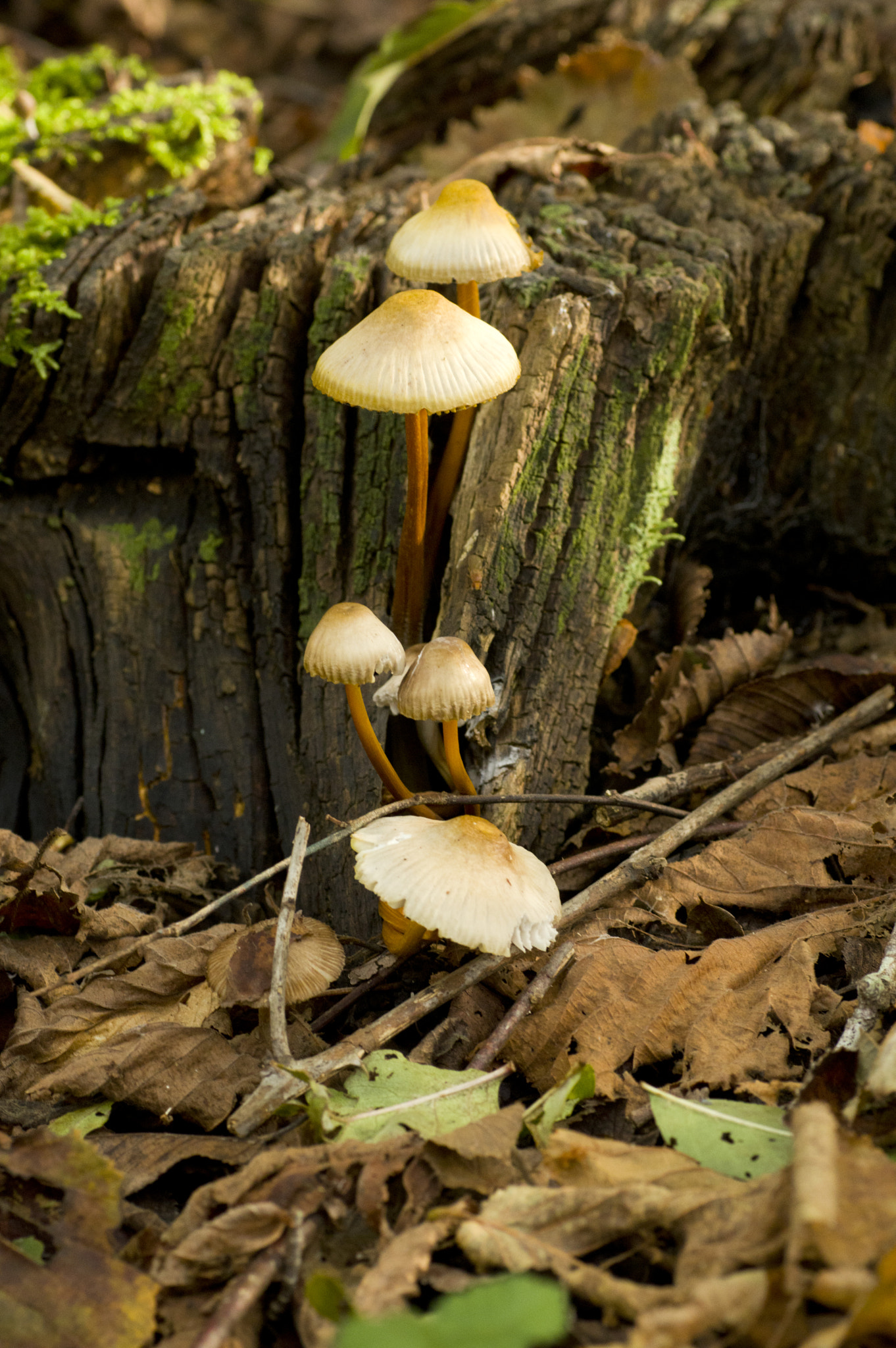 Pentax K-3 + Tamron SP AF 90mm F2.8 Di Macro sample photo. Funghi_02.jpg photography