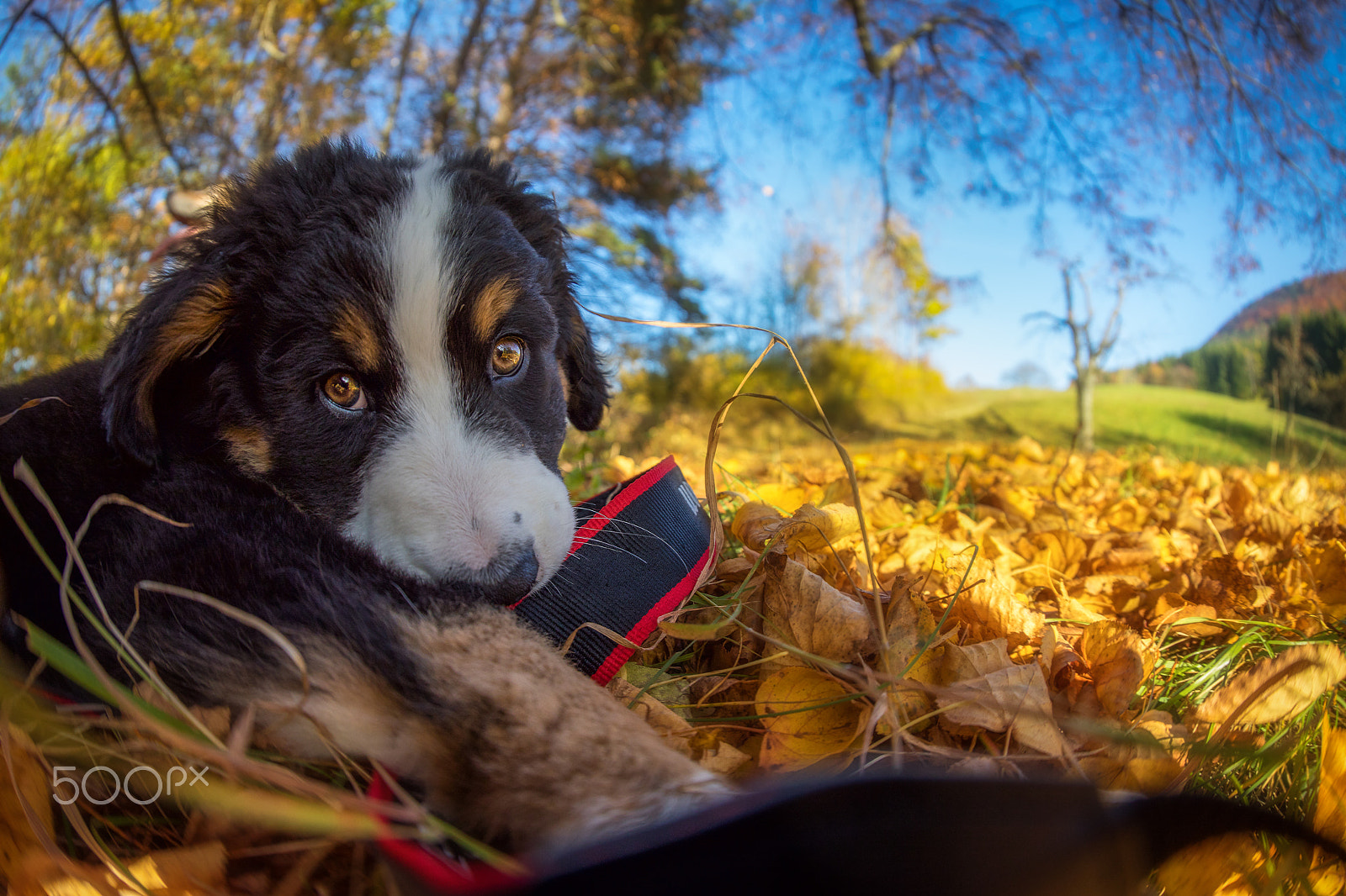 Canon EF 8-15mm F4L Fisheye USM sample photo. Camera as a toy photography