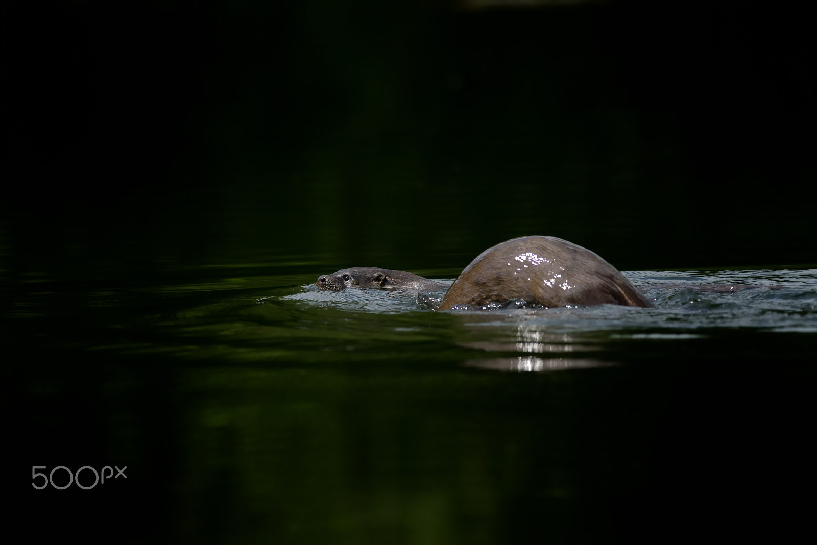 Nikon D800 sample photo. Female otter with cub photography