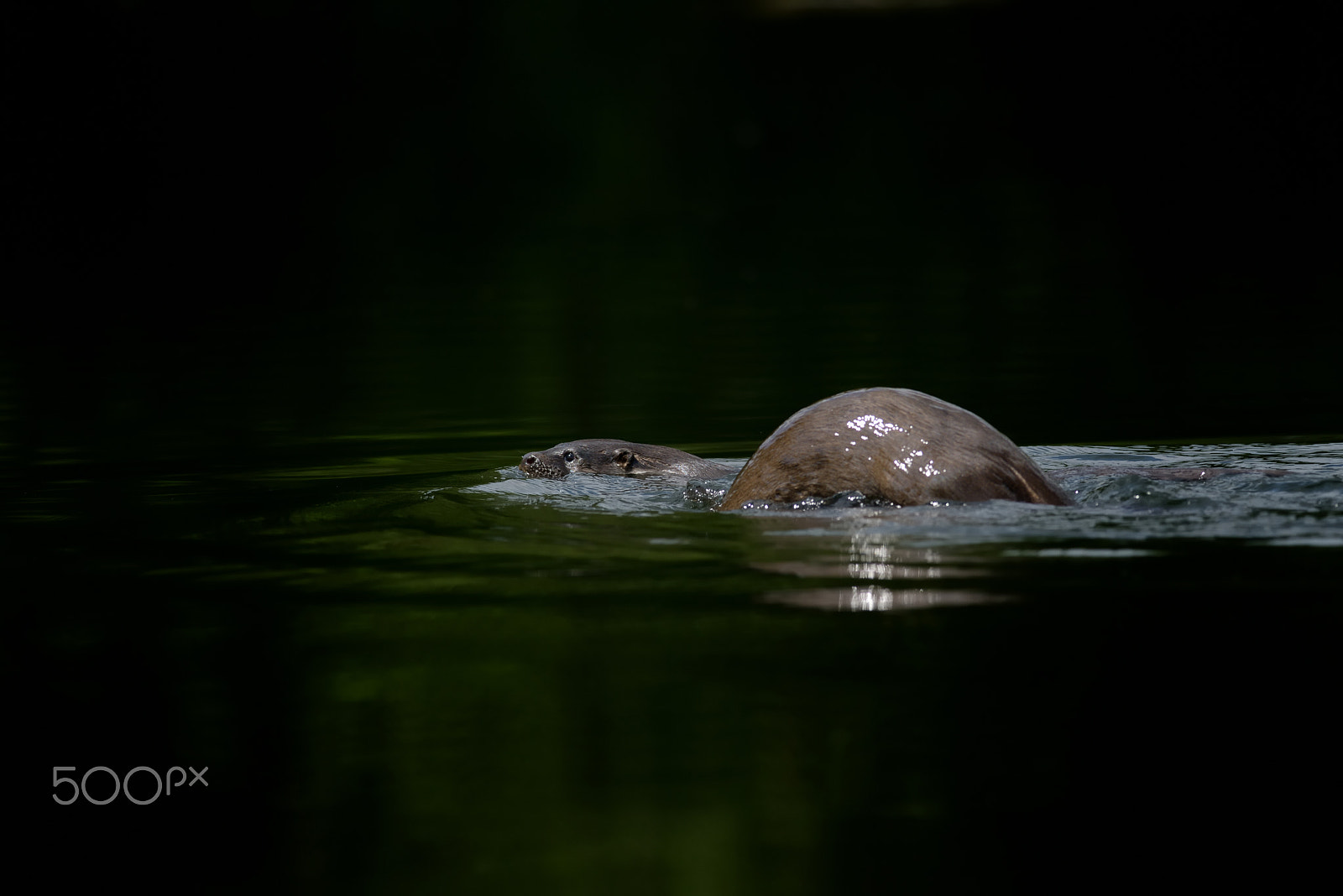 Nikon D800 + Nikon AF-S Nikkor 300mm F4D ED-IF sample photo. Female otter with cub photography