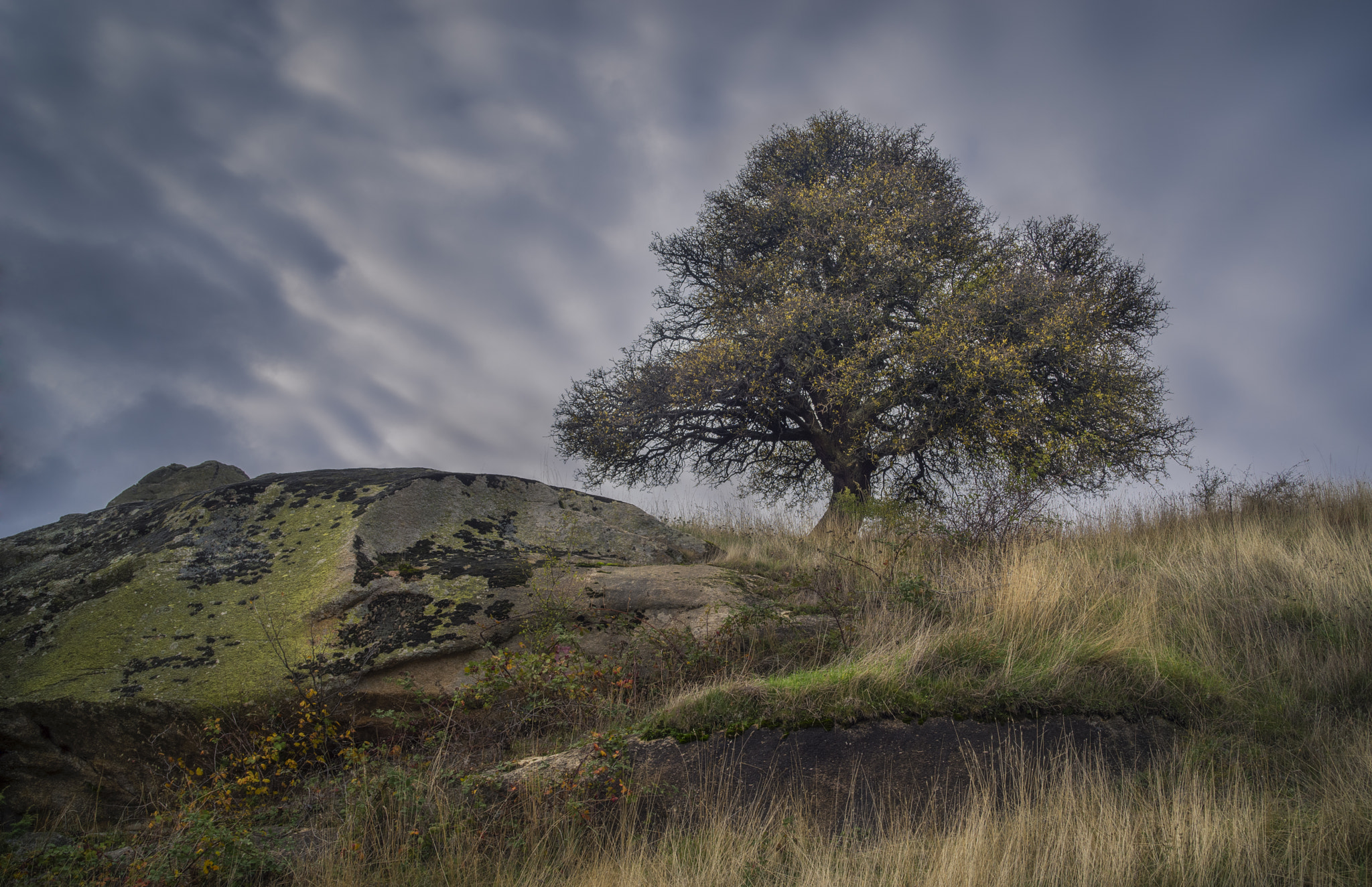 Pentax K-1 sample photo. Tree photography