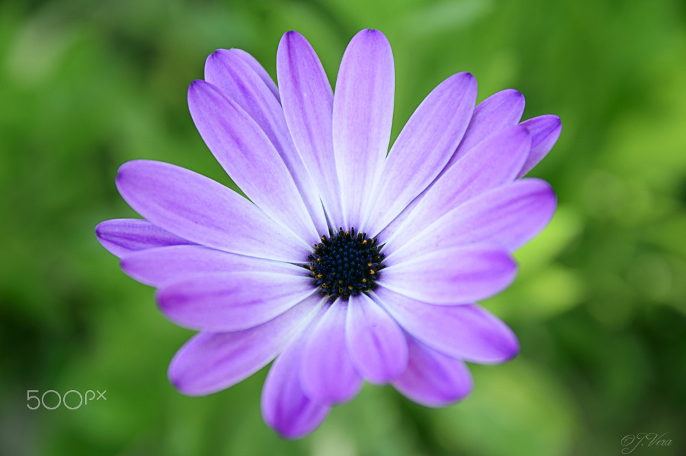 Sigma 17-70mm F2.8-4 DC Macro OS HSM | C sample photo. Daisy photography