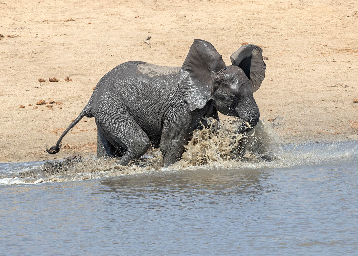 Canon EF 500mm F4L IS II USM sample photo. Elephant enjoying the water photography