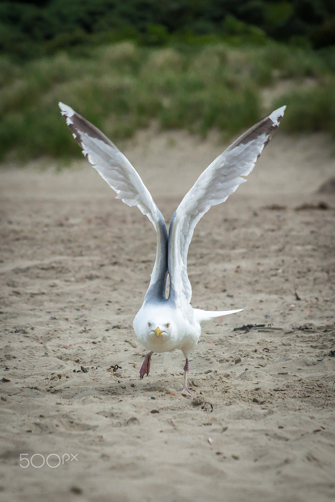 Sony DT 18-135mm F3.5-5.6 SAM sample photo. Seagull photography