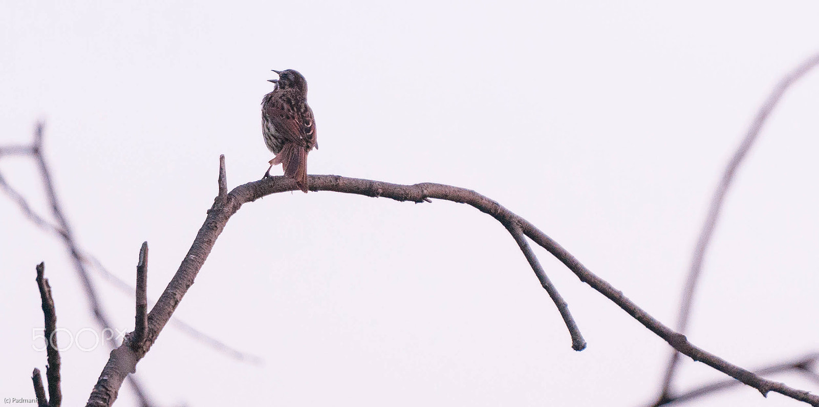 Nikon D300S sample photo. Where are you? photography