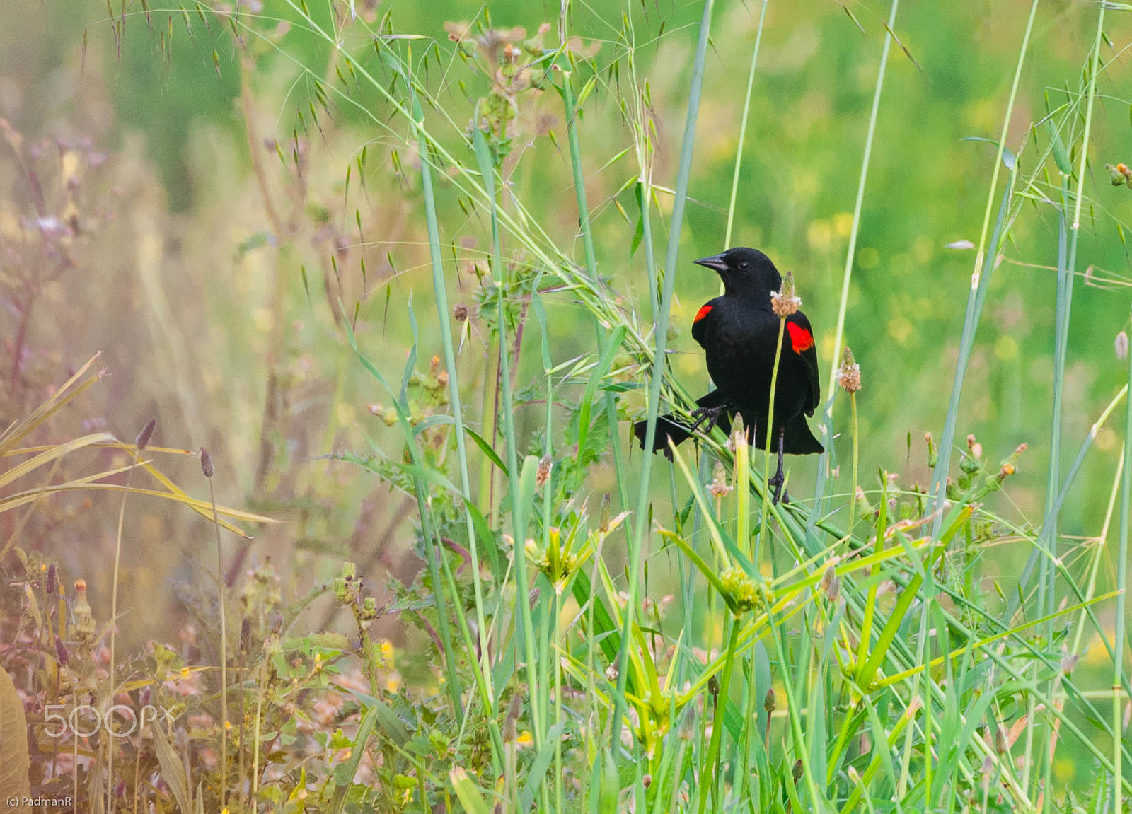 Nikon D300S sample photo. Blackbird photography