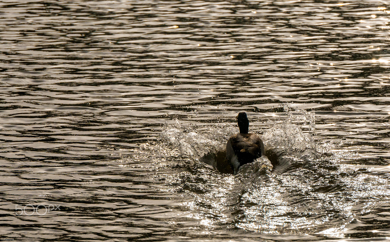 Nikon D300S sample photo. Making a splash photography