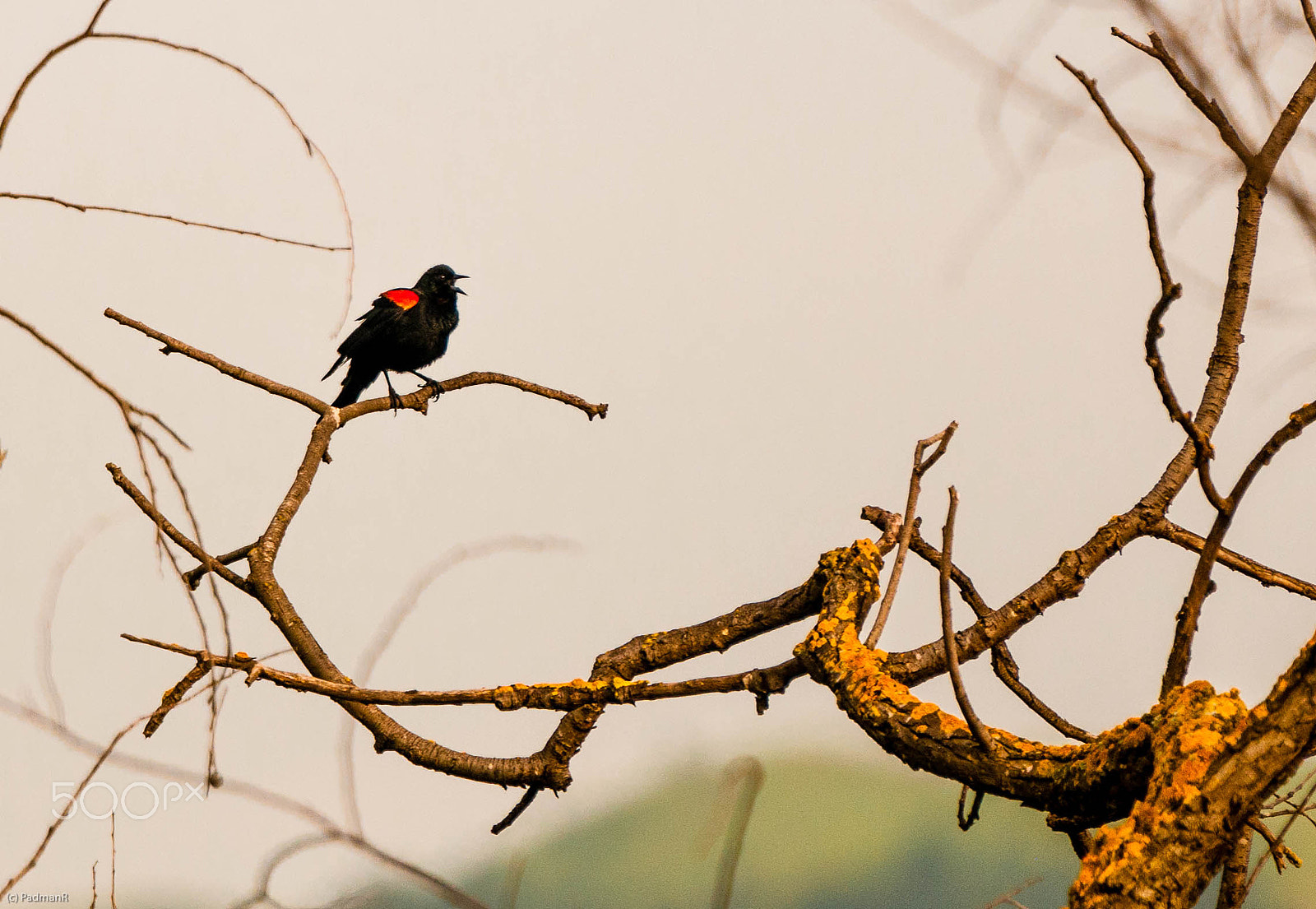 Nikon D300S sample photo. Night calling photography