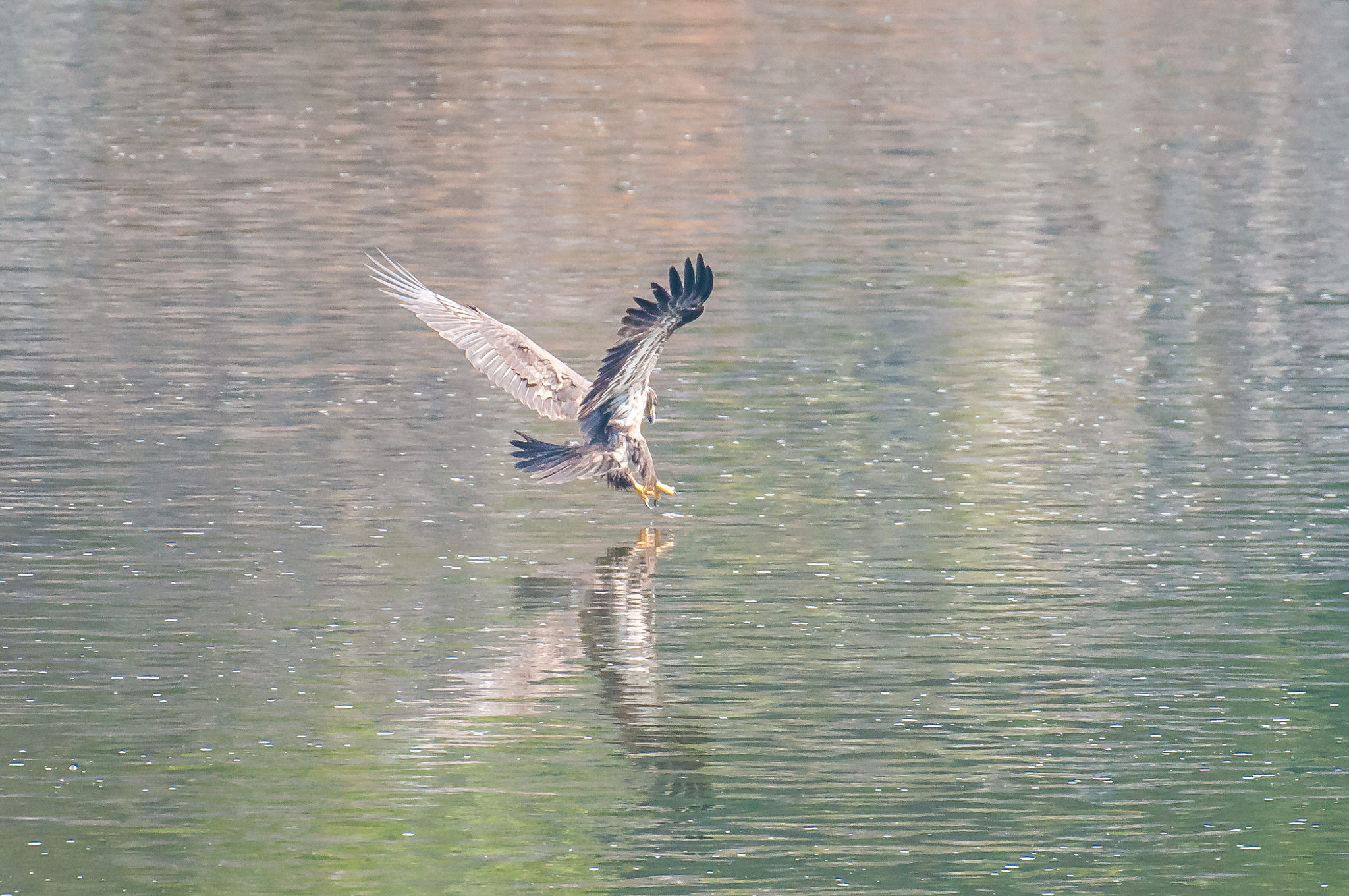 Nikon AF-S Nikkor 200-500mm F5.6E ED VR sample photo. 10192016-20-1.jpg photography