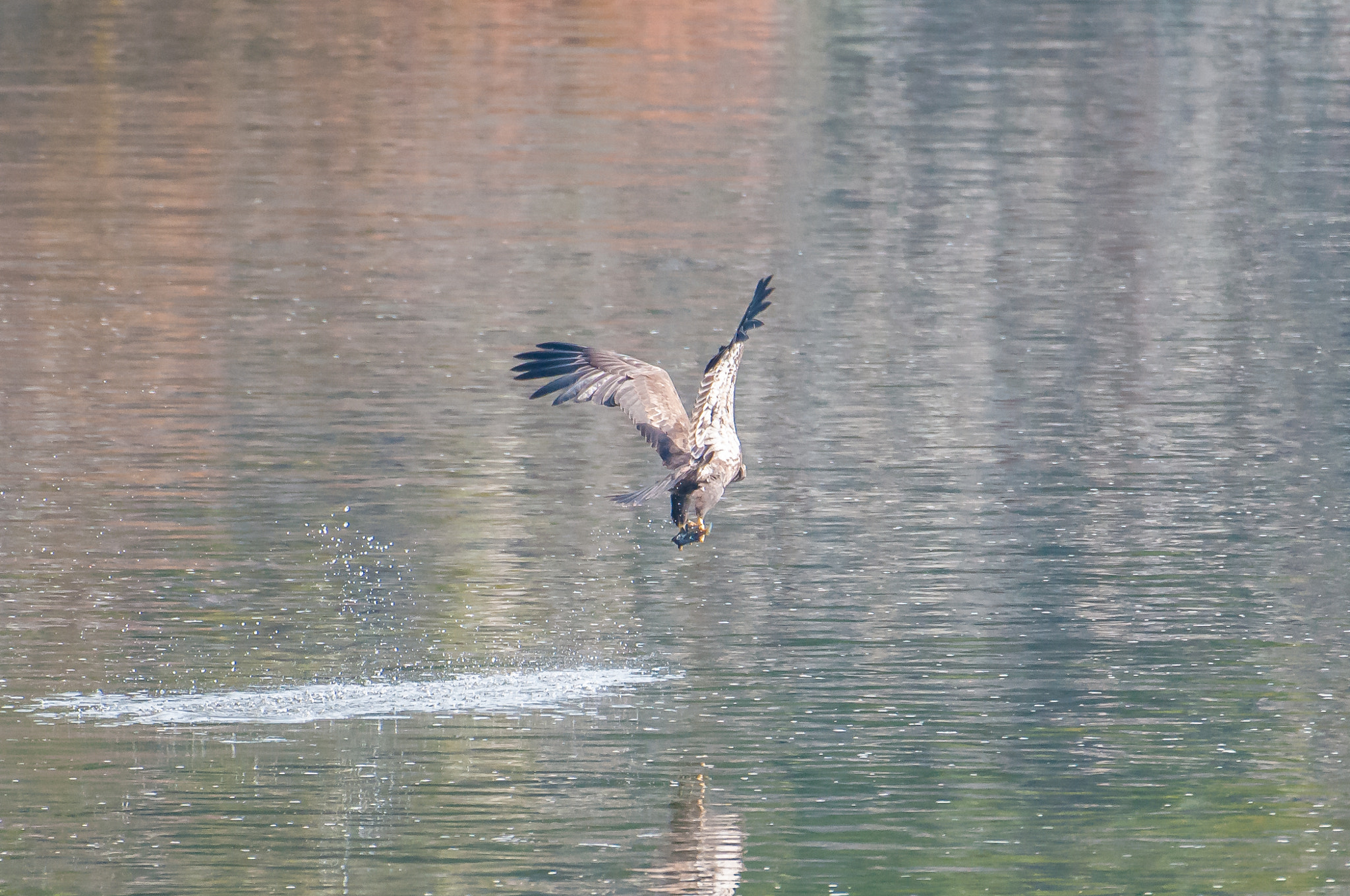 Nikon AF-S Nikkor 200-500mm F5.6E ED VR sample photo. 10192016-22-1.jpg photography