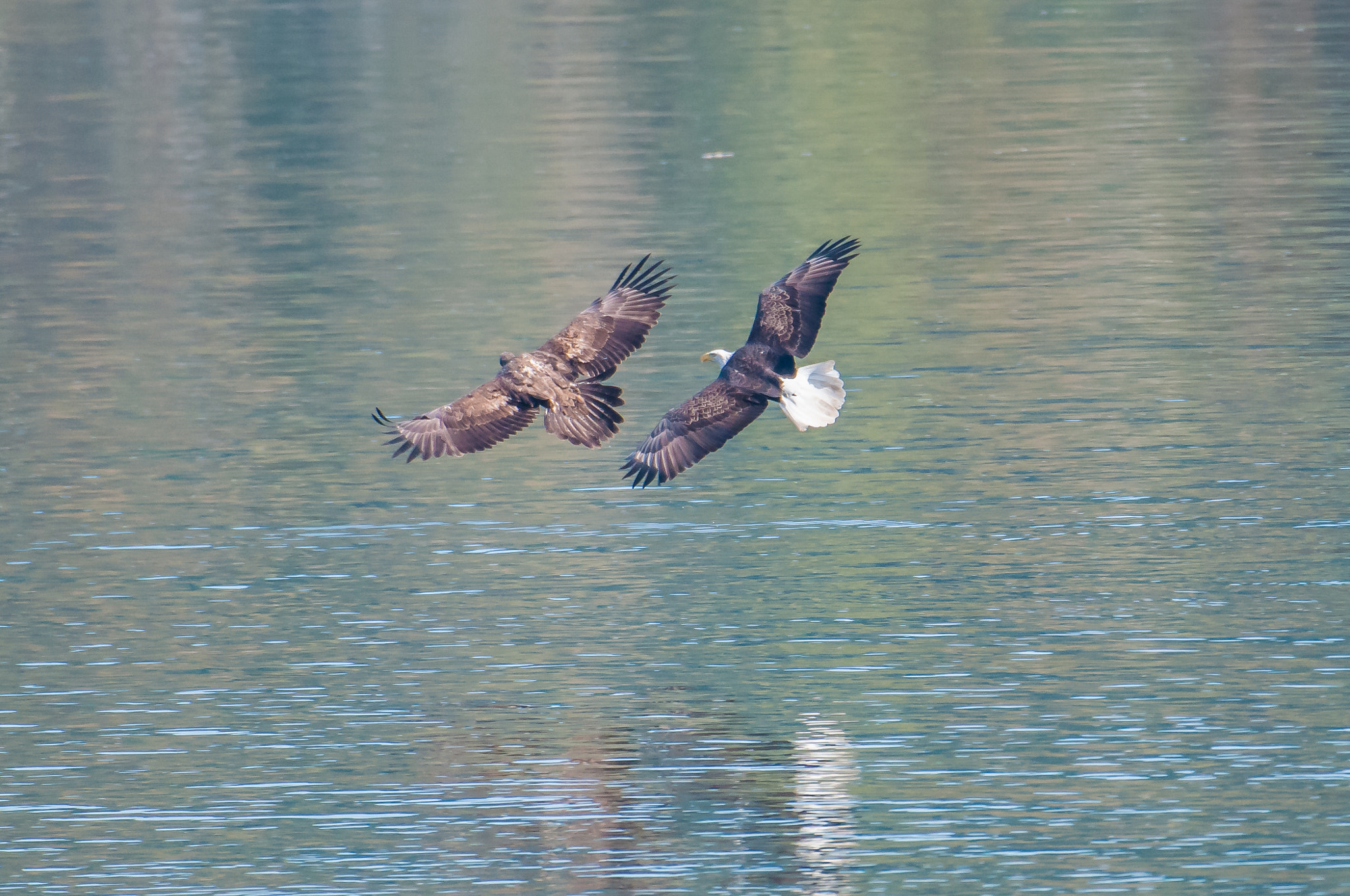 Nikon AF-S Nikkor 200-500mm F5.6E ED VR sample photo. 10192016-39-1.jpg photography