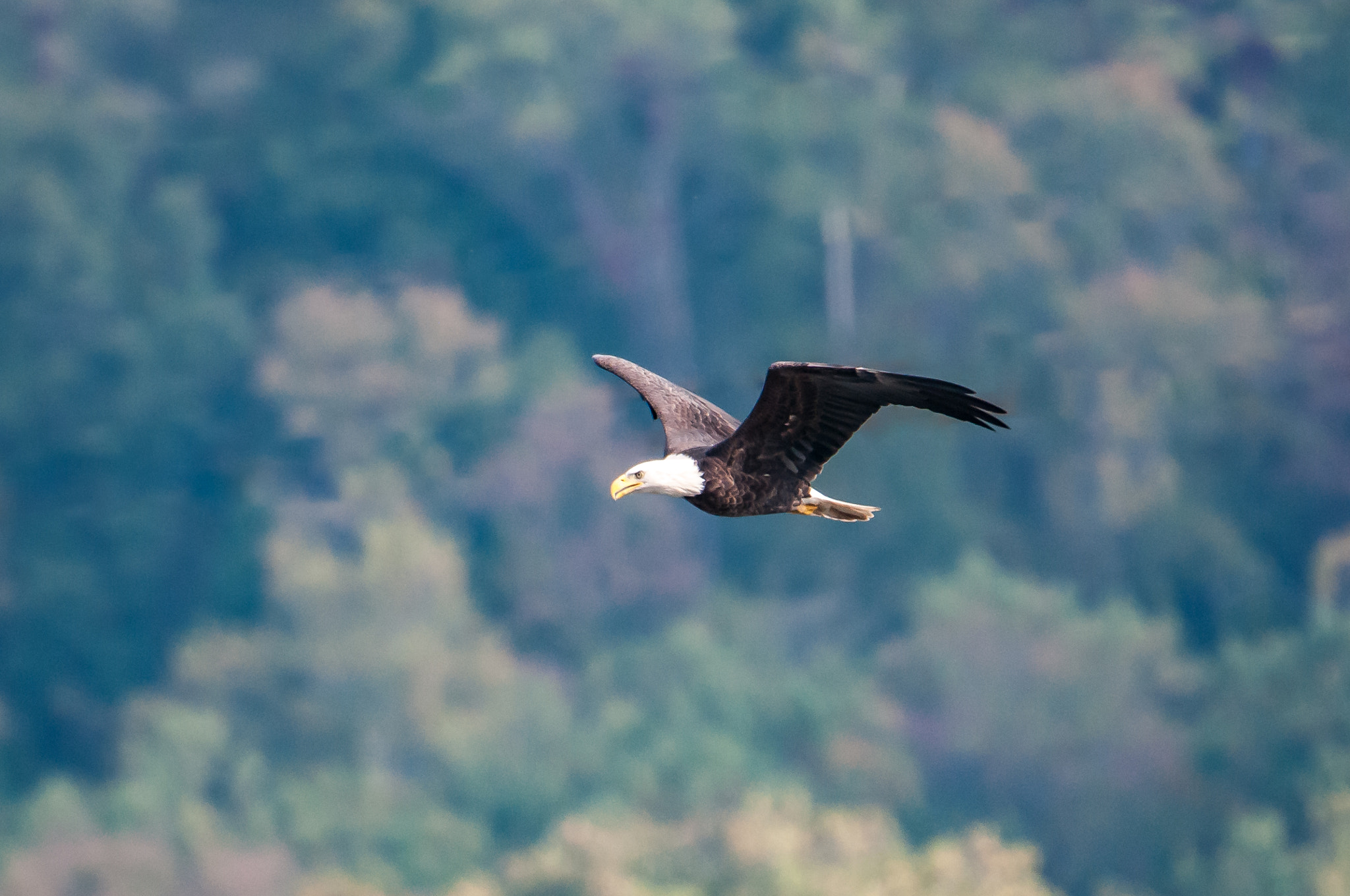 Nikon AF-S Nikkor 200-500mm F5.6E ED VR sample photo. 10192016-61-2.jpg photography