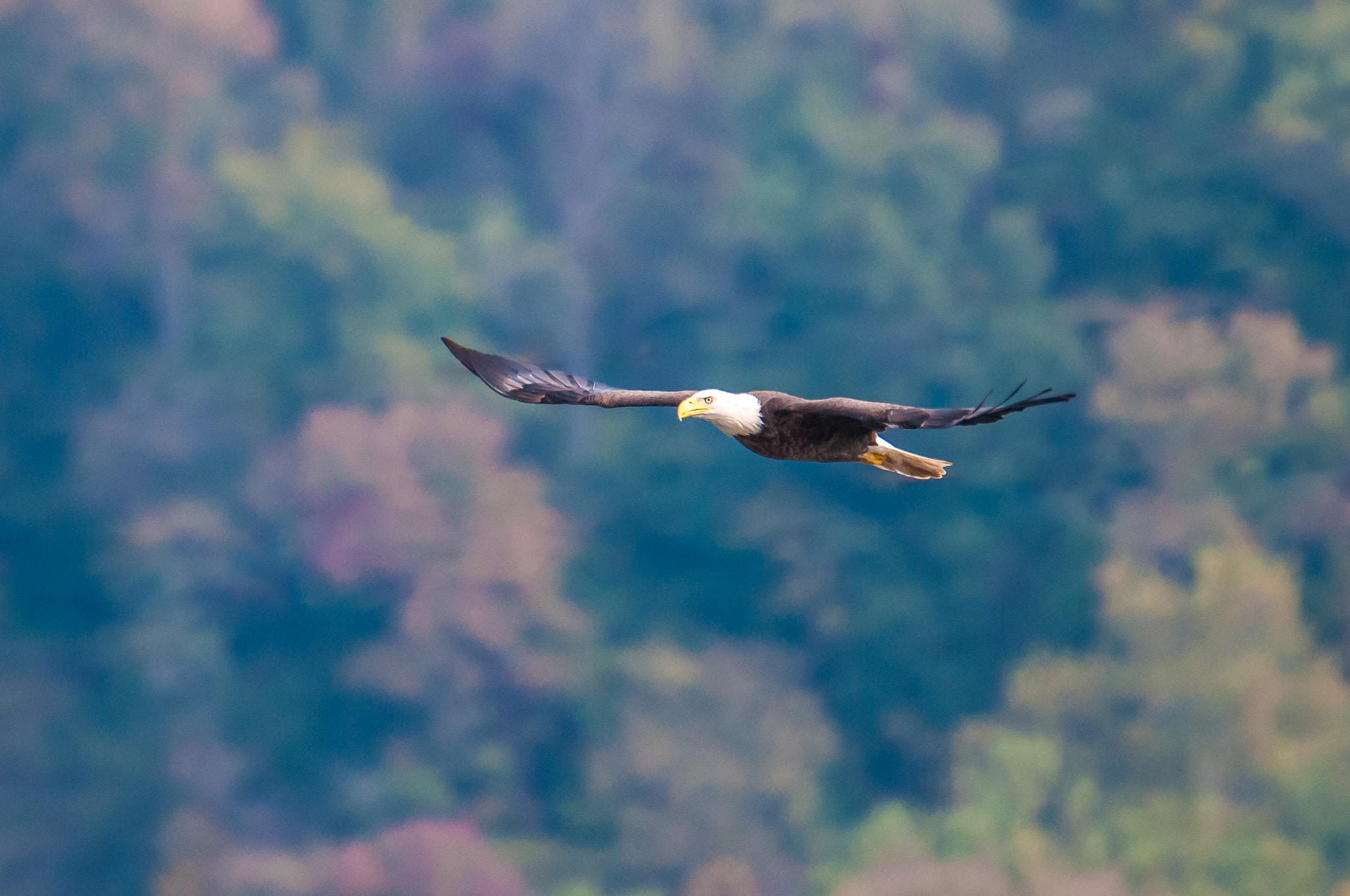 Nikon AF-S Nikkor 200-500mm F5.6E ED VR sample photo. 10192016-62-1.jpg photography