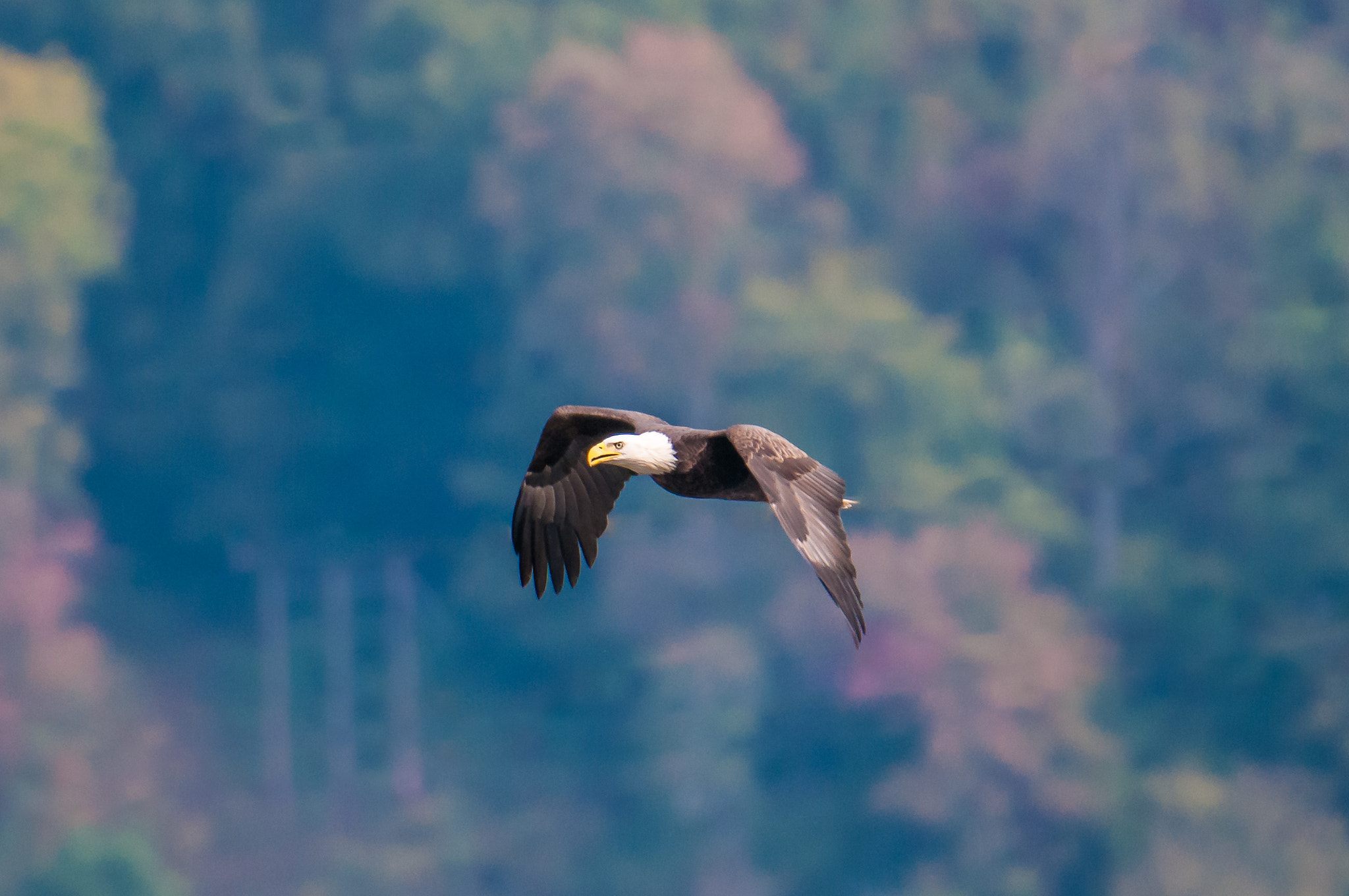 Nikon AF-S Nikkor 200-500mm F5.6E ED VR sample photo. 10192016-63-1.jpg photography