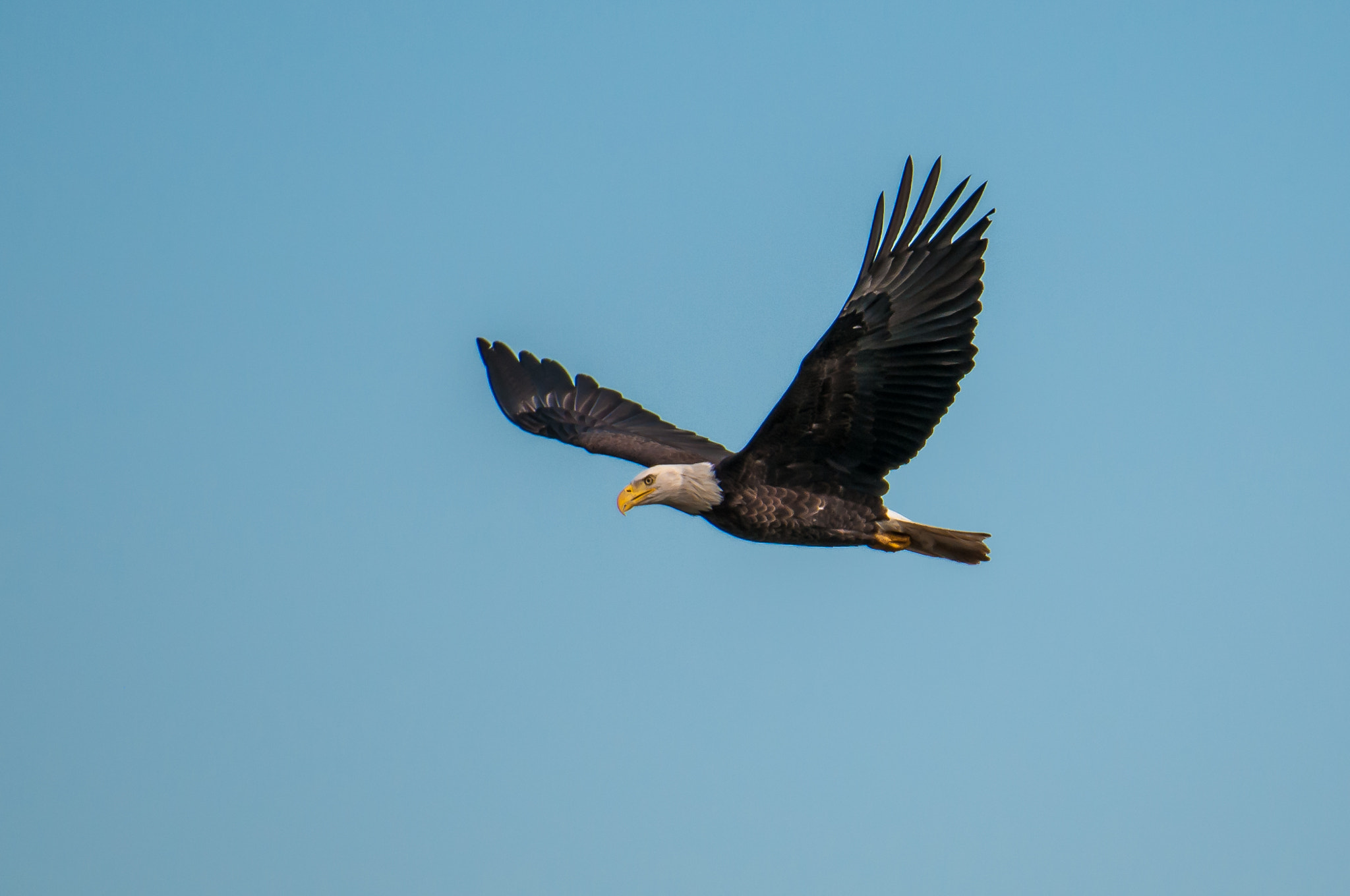 Nikon AF-S Nikkor 200-500mm F5.6E ED VR sample photo. 10192016-67-1.jpg photography