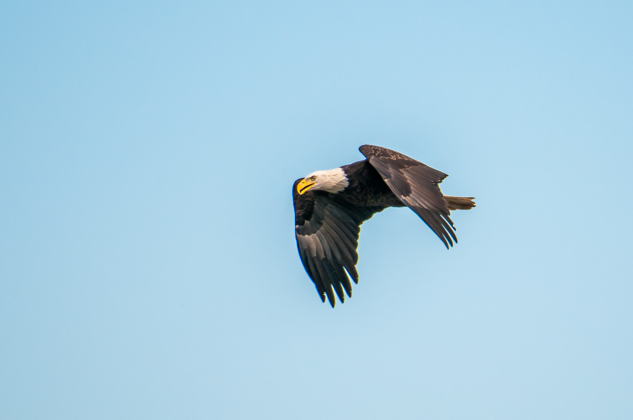 Nikon AF-S Nikkor 200-500mm F5.6E ED VR sample photo. 10192016-68-1.jpg photography