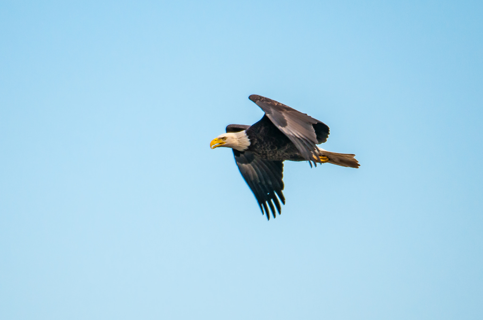 Nikon AF-S Nikkor 200-500mm F5.6E ED VR sample photo. 10192016-71-1.jpg photography