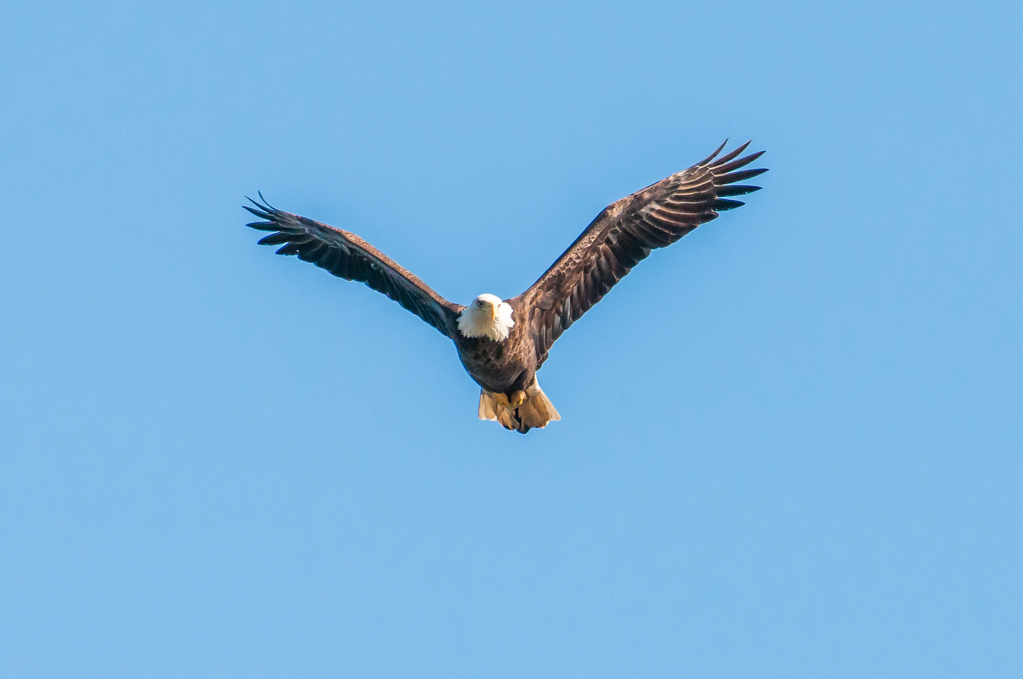 Nikon AF-S Nikkor 200-500mm F5.6E ED VR sample photo. 10192016-99-1.jpg photography