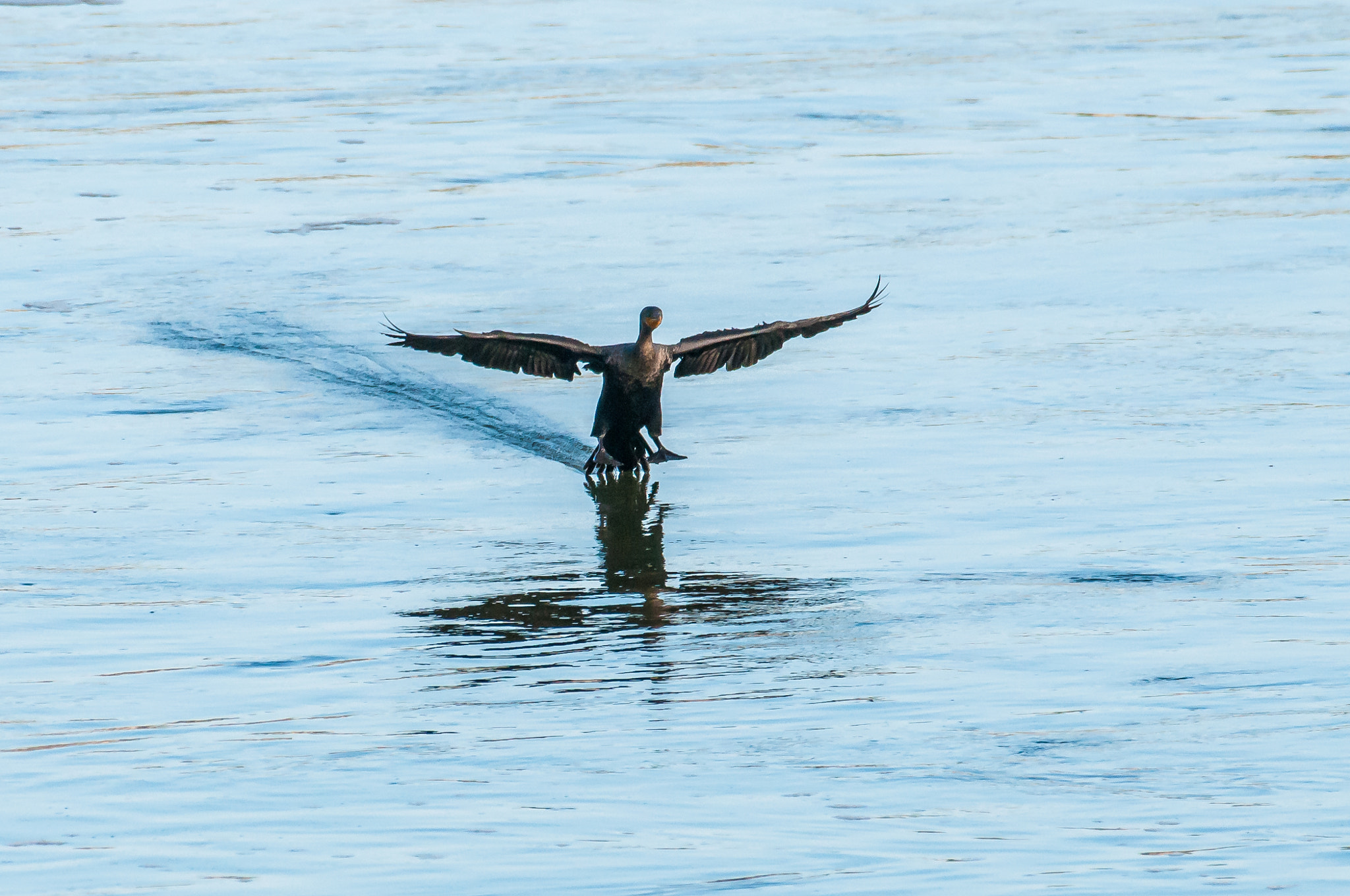 Nikon AF-S Nikkor 200-500mm F5.6E ED VR sample photo. 10192016-90-1.jpg photography