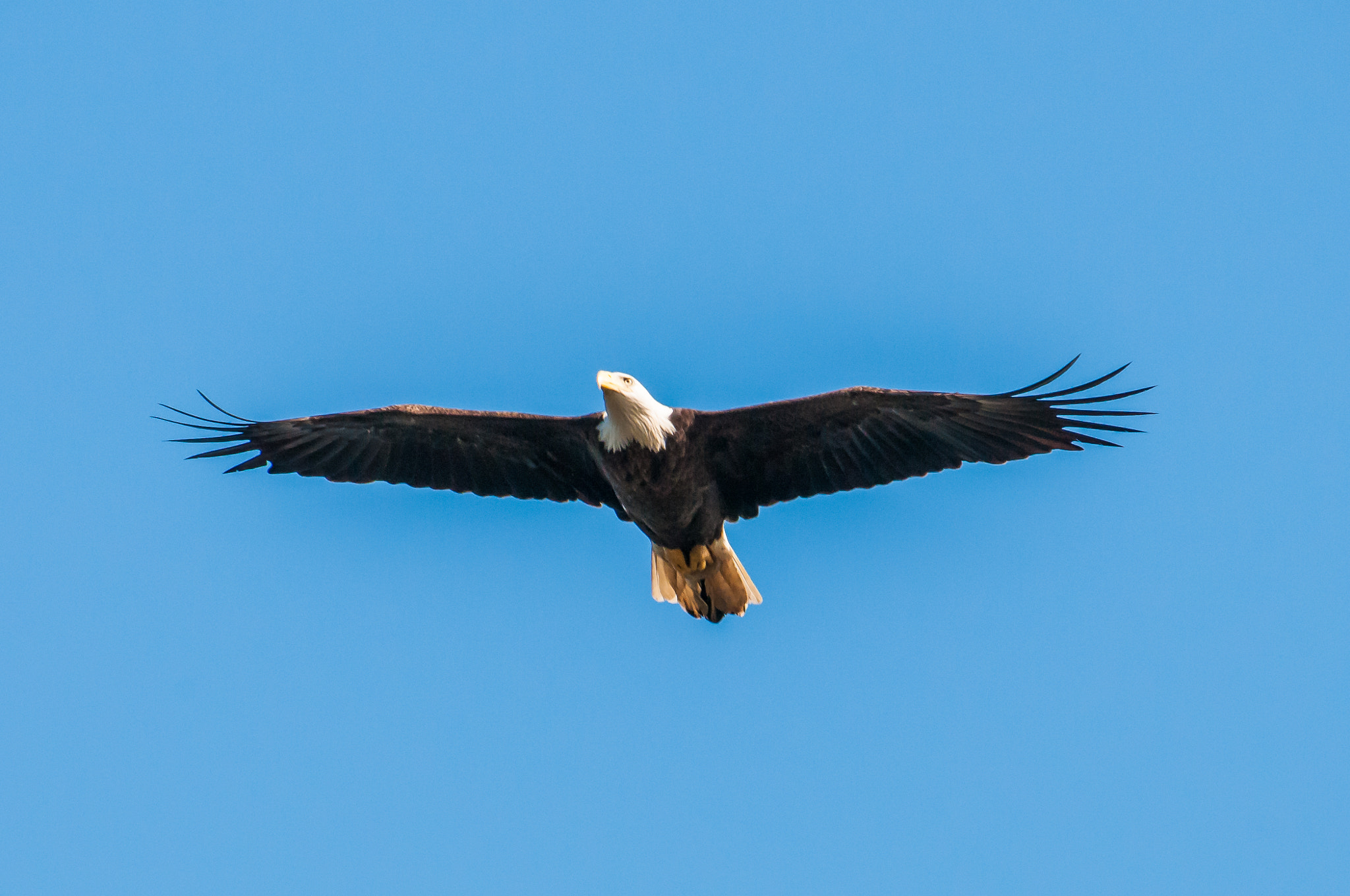 Nikon AF-S Nikkor 200-500mm F5.6E ED VR sample photo. 10192016-103-1.jpg photography