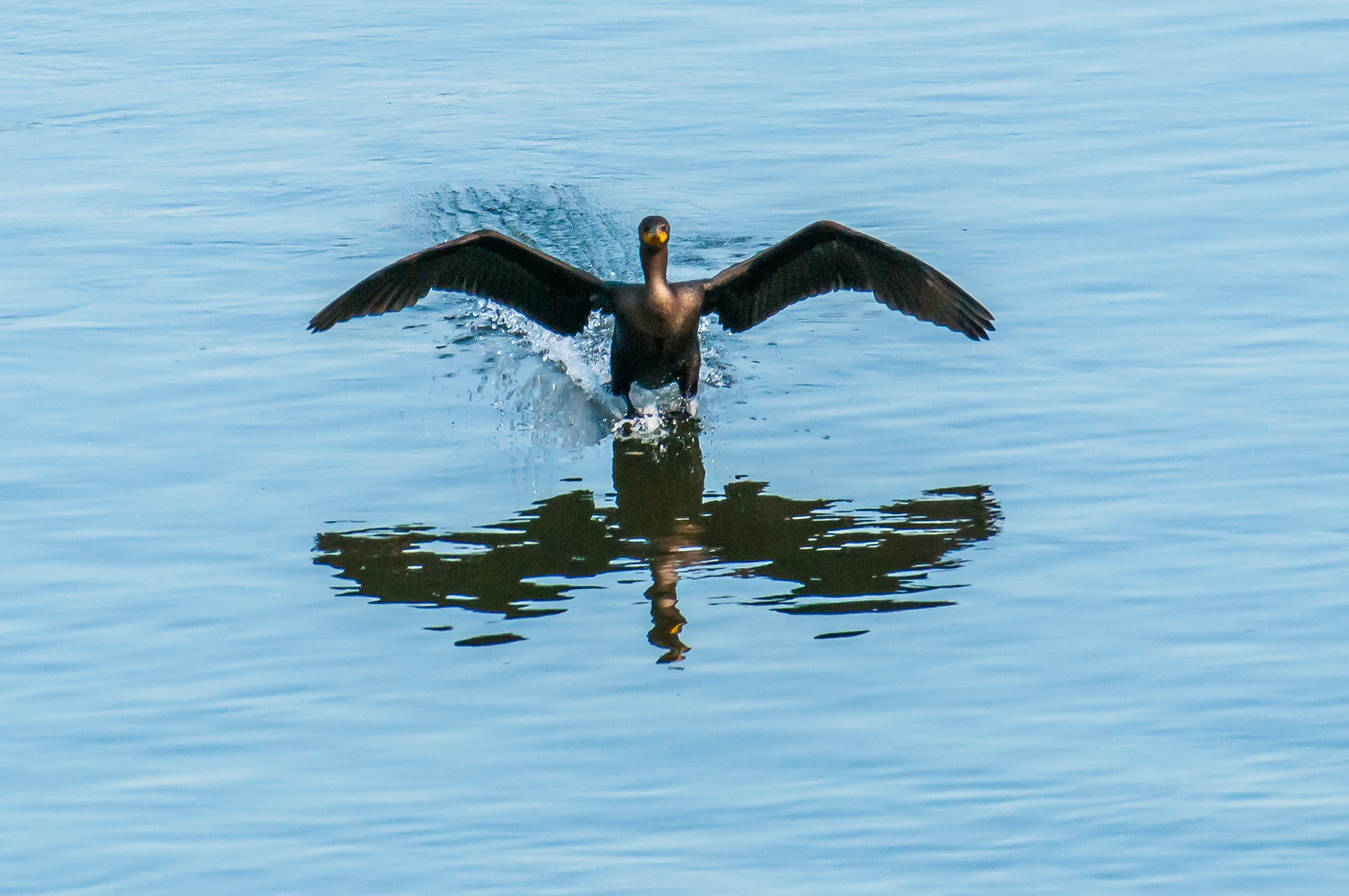 Nikon AF-S Nikkor 200-500mm F5.6E ED VR sample photo. 10192016-178-1.jpg photography
