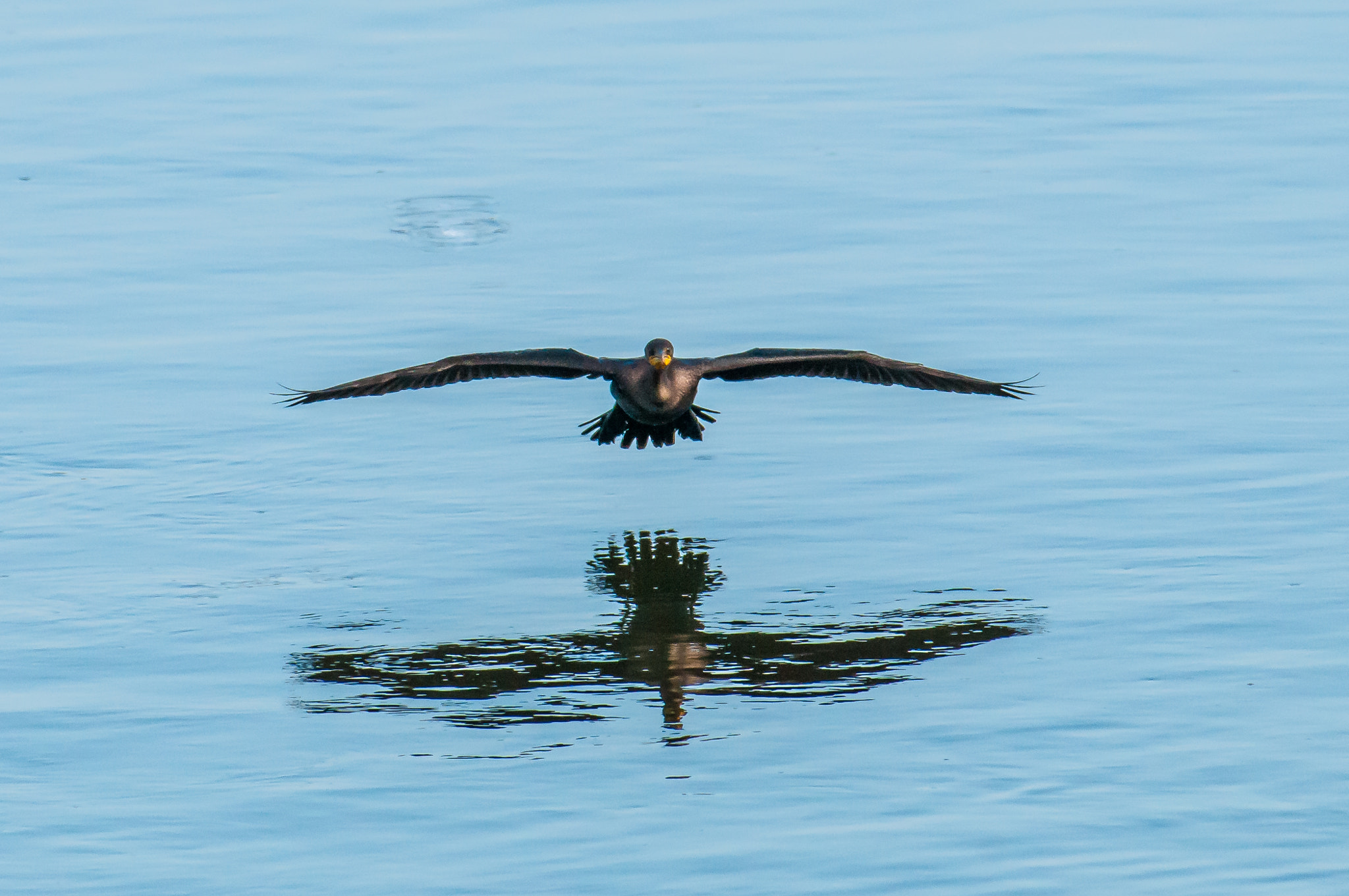 Nikon AF-S Nikkor 200-500mm F5.6E ED VR sample photo. 10192016-176-1.jpg photography