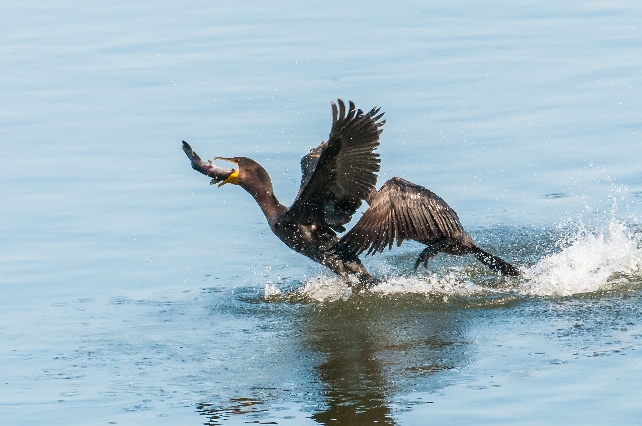 Nikon AF-S Nikkor 200-500mm F5.6E ED VR sample photo. 10192016-209-1.jpg photography