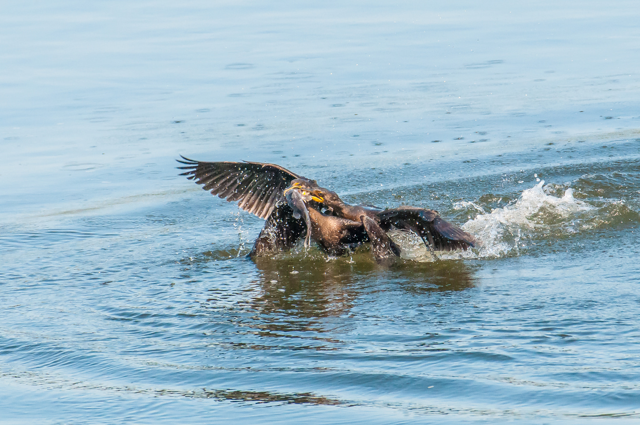 Nikon AF-S Nikkor 200-500mm F5.6E ED VR sample photo. 10192016-218-1.jpg photography