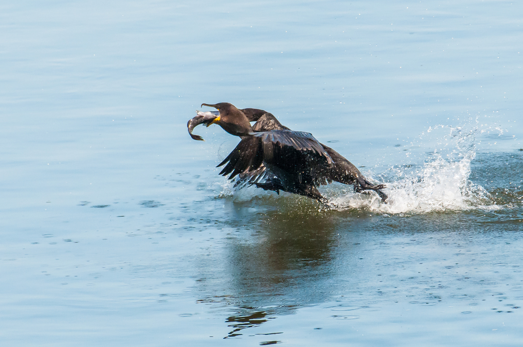 Nikon AF-S Nikkor 200-500mm F5.6E ED VR sample photo. 10192016-210-1.jpg photography