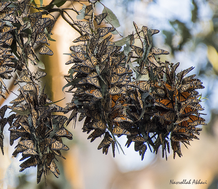 Nikon AF-S Nikkor 200-500mm F5.6E ED VR sample photo. Monarch butterfly photography