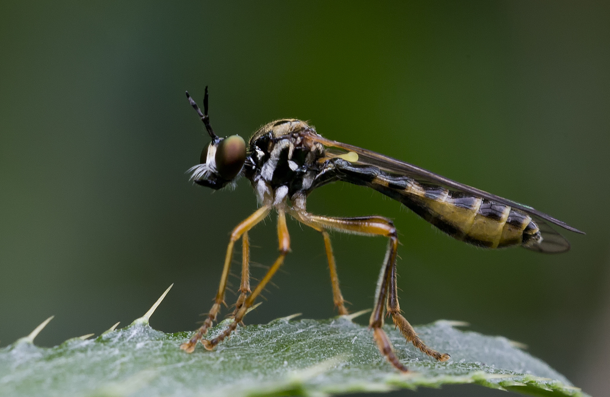 Sigma 150mm f/2.8 EX DG OS HSM APO Macro sample photo. Dioctria linearis photography
