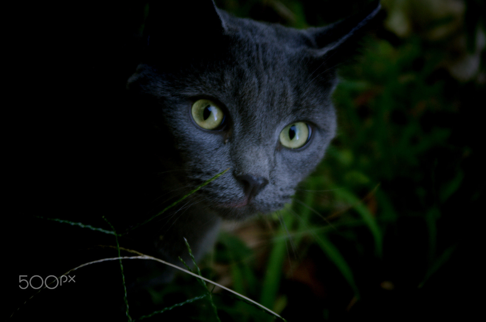 Pentax K-7 sample photo. Luna, domestic huntress photography