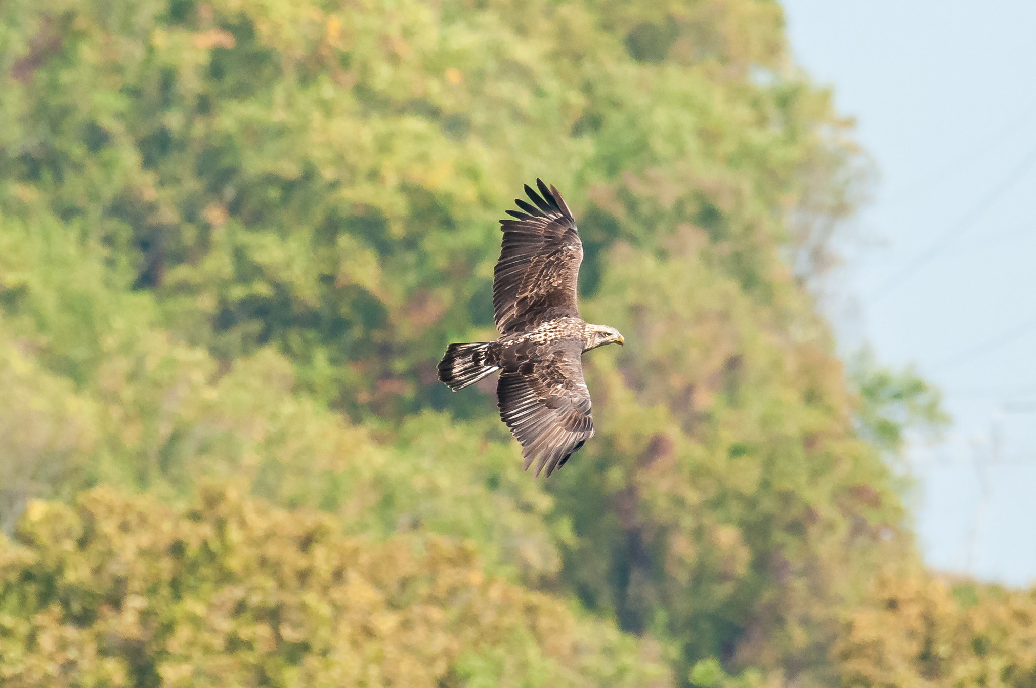 Nikon AF-S Nikkor 200-500mm F5.6E ED VR sample photo. 10192016-264-1.jpg photography