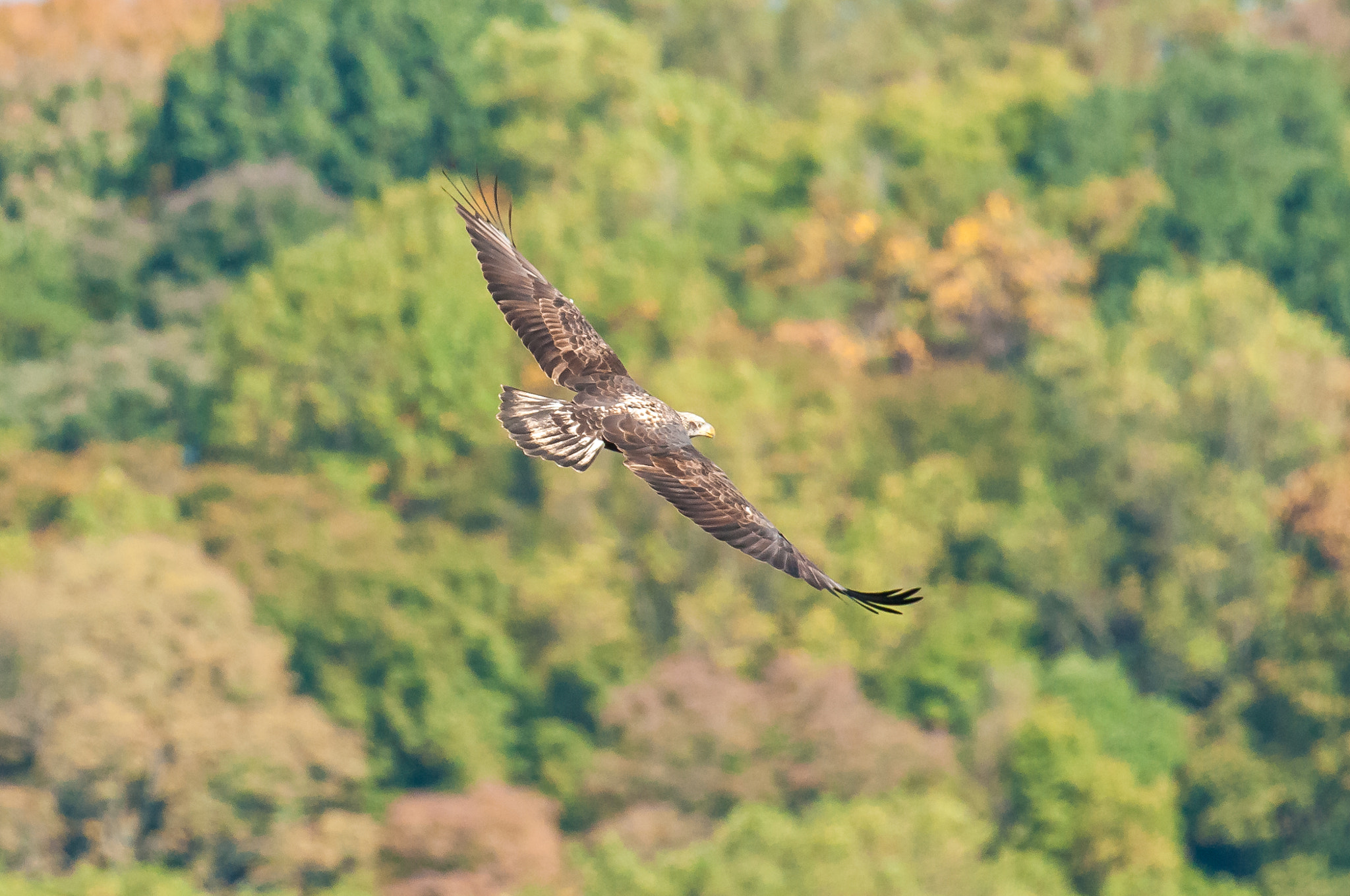 Nikon AF-S Nikkor 200-500mm F5.6E ED VR sample photo. 10192016-256-1.jpg photography
