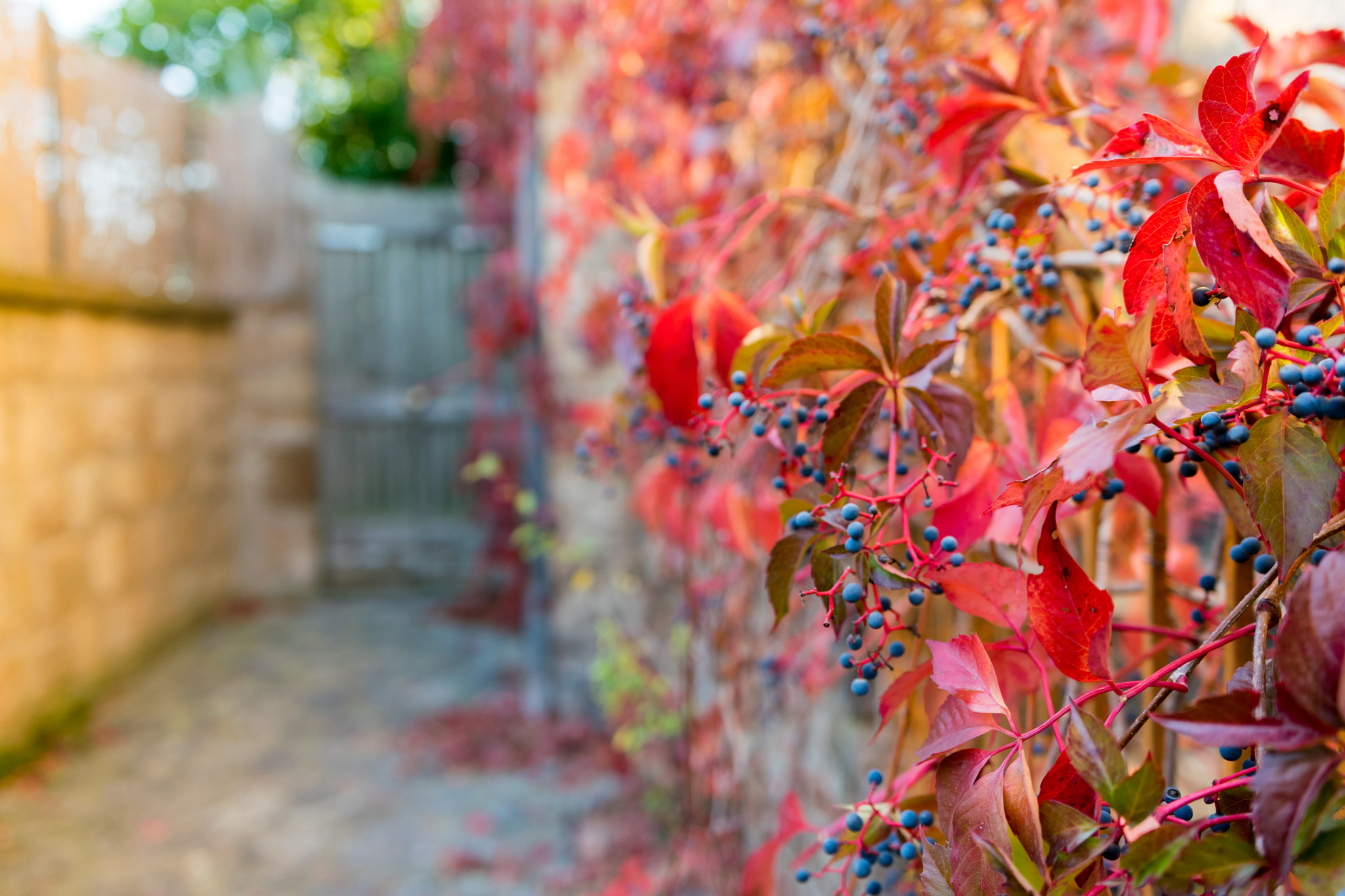 Nikon D5300 sample photo. Red autumn photography