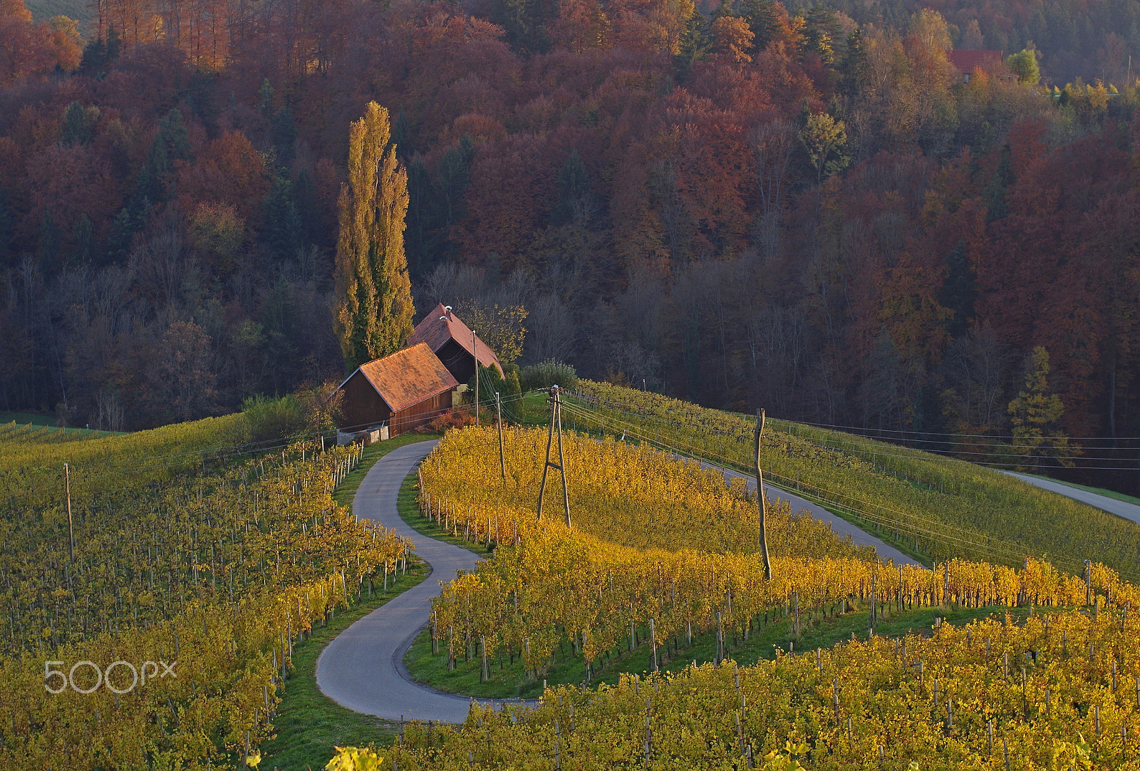 Pentax K-50 sample photo. Autumn heart photography