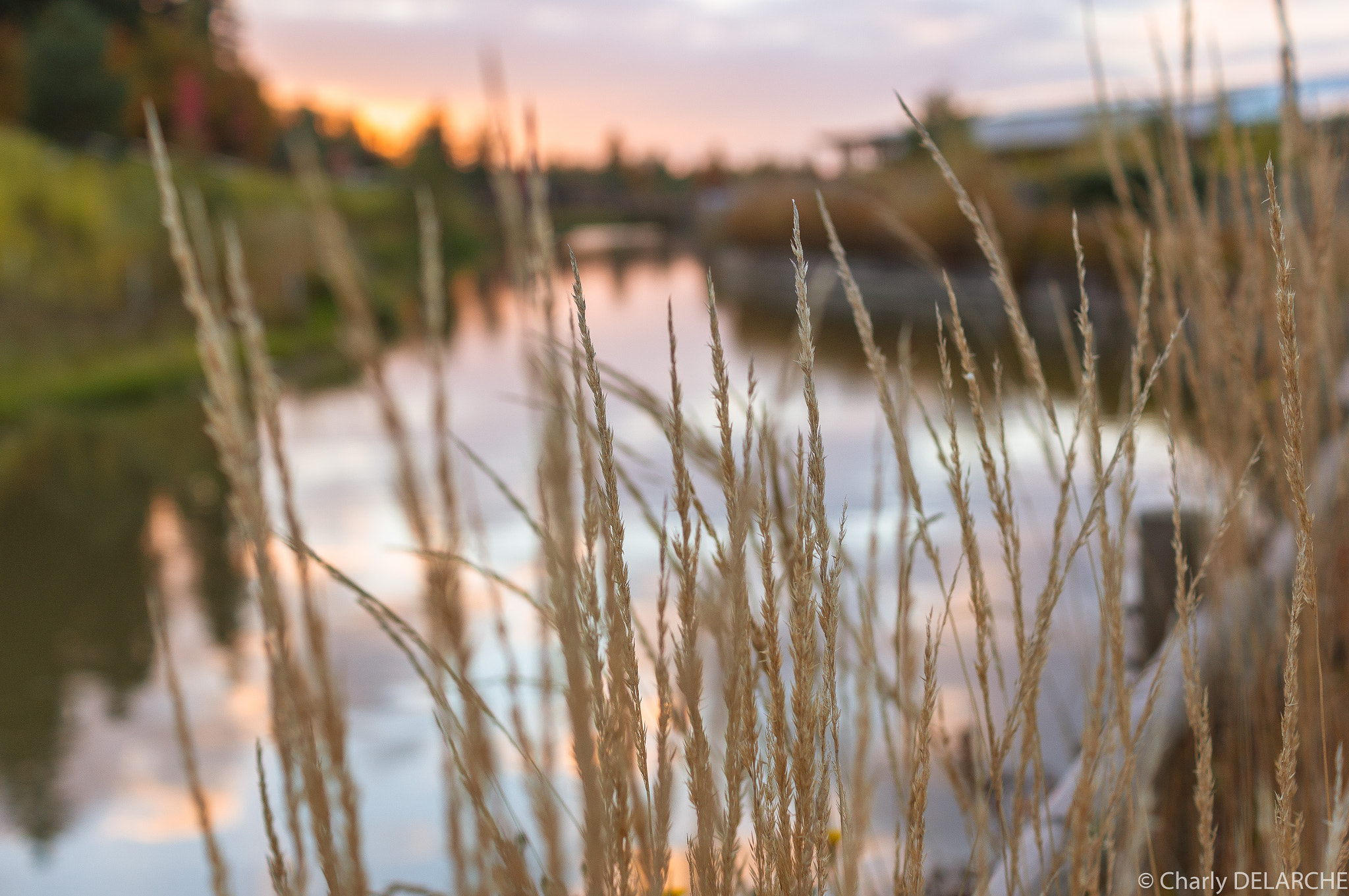 Sony DT 35mm F1.8 SAM sample photo. View in center parcs photography