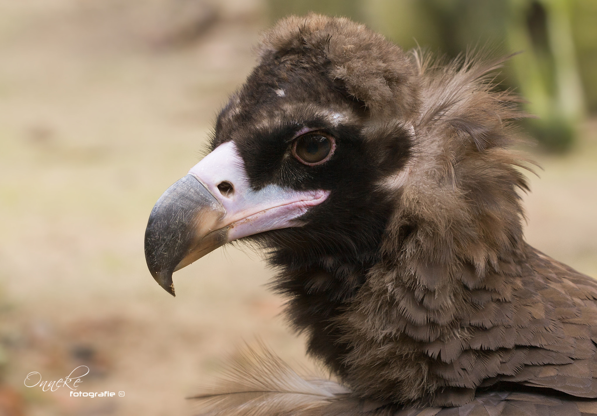 Canon EOS 50D + Canon EF 70-200mm F4L USM sample photo. Monniksgier photography