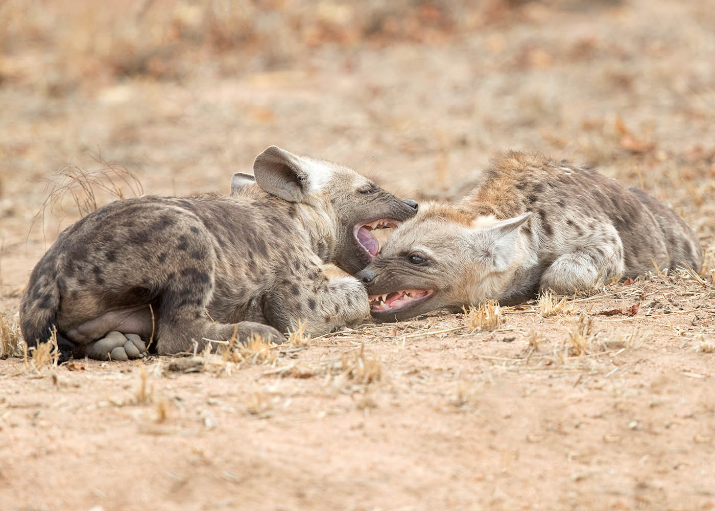 Canon EF 500mm F4L IS II USM sample photo. Hyena at play photography