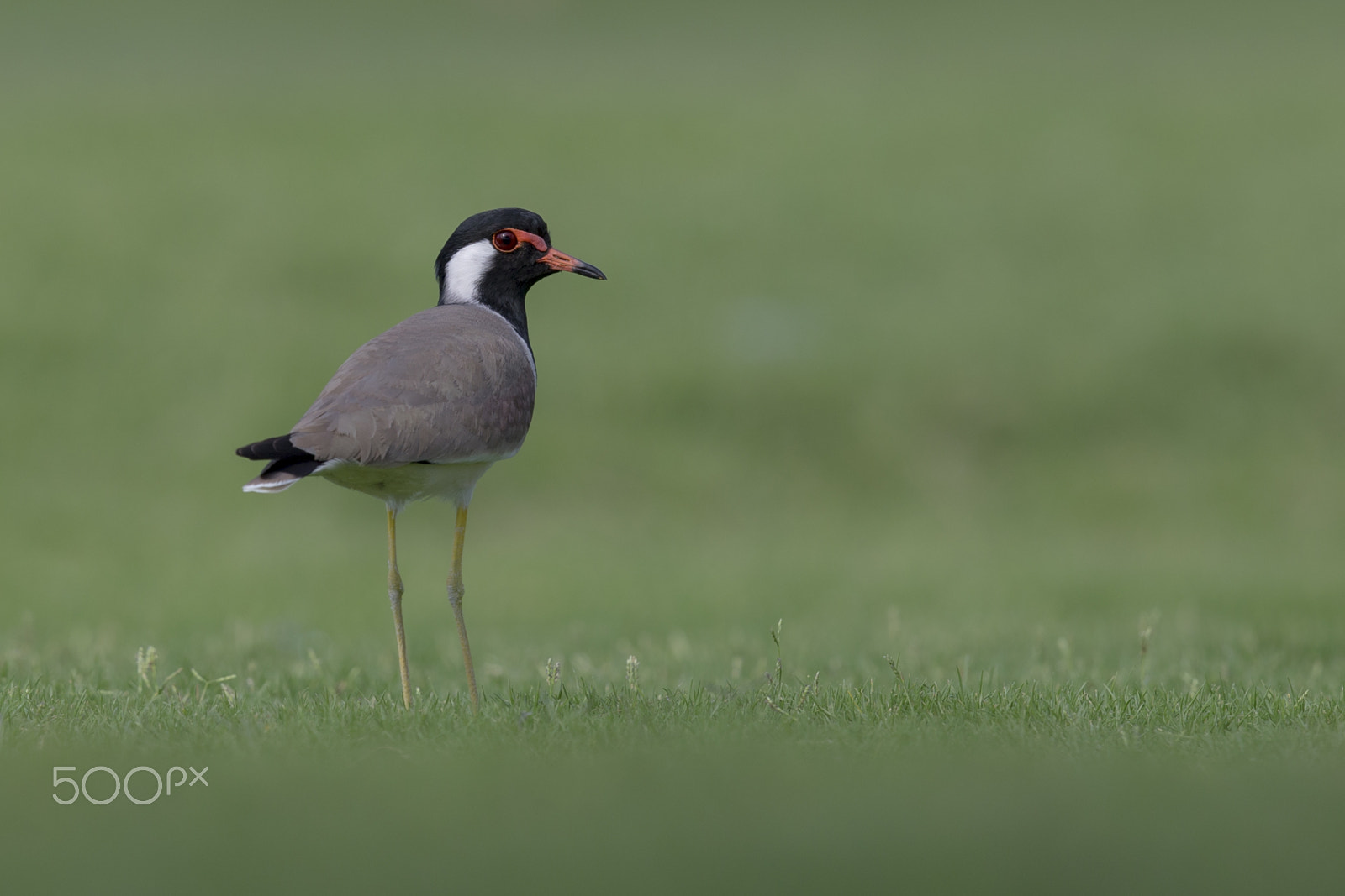 Canon EOS-1D X + Canon EF 500mm F4L IS II USM sample photo. Red-wattled lapwing photography