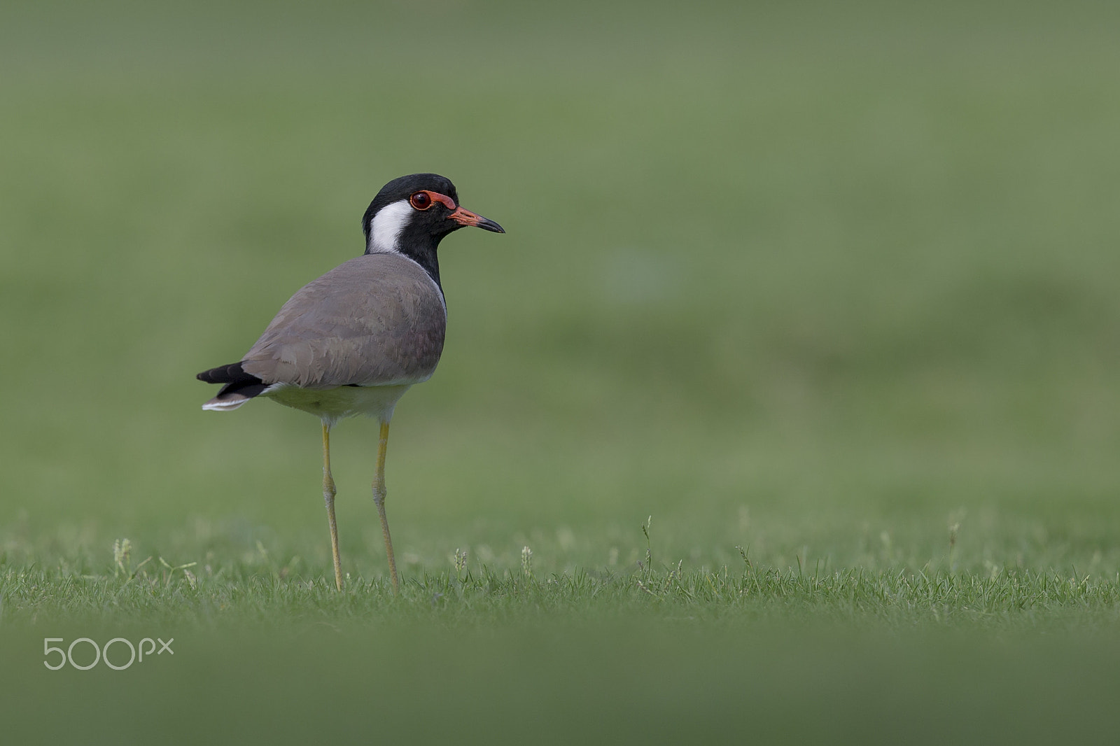 Canon EF 500mm F4L IS II USM sample photo. Red-wattled lapwing photography