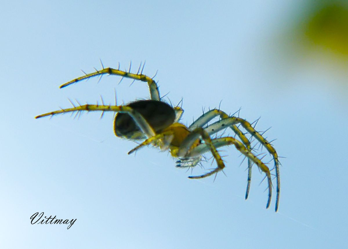 Fujifilm FinePix S2000HD sample photo. # npc luglio minimalism spider italy photography